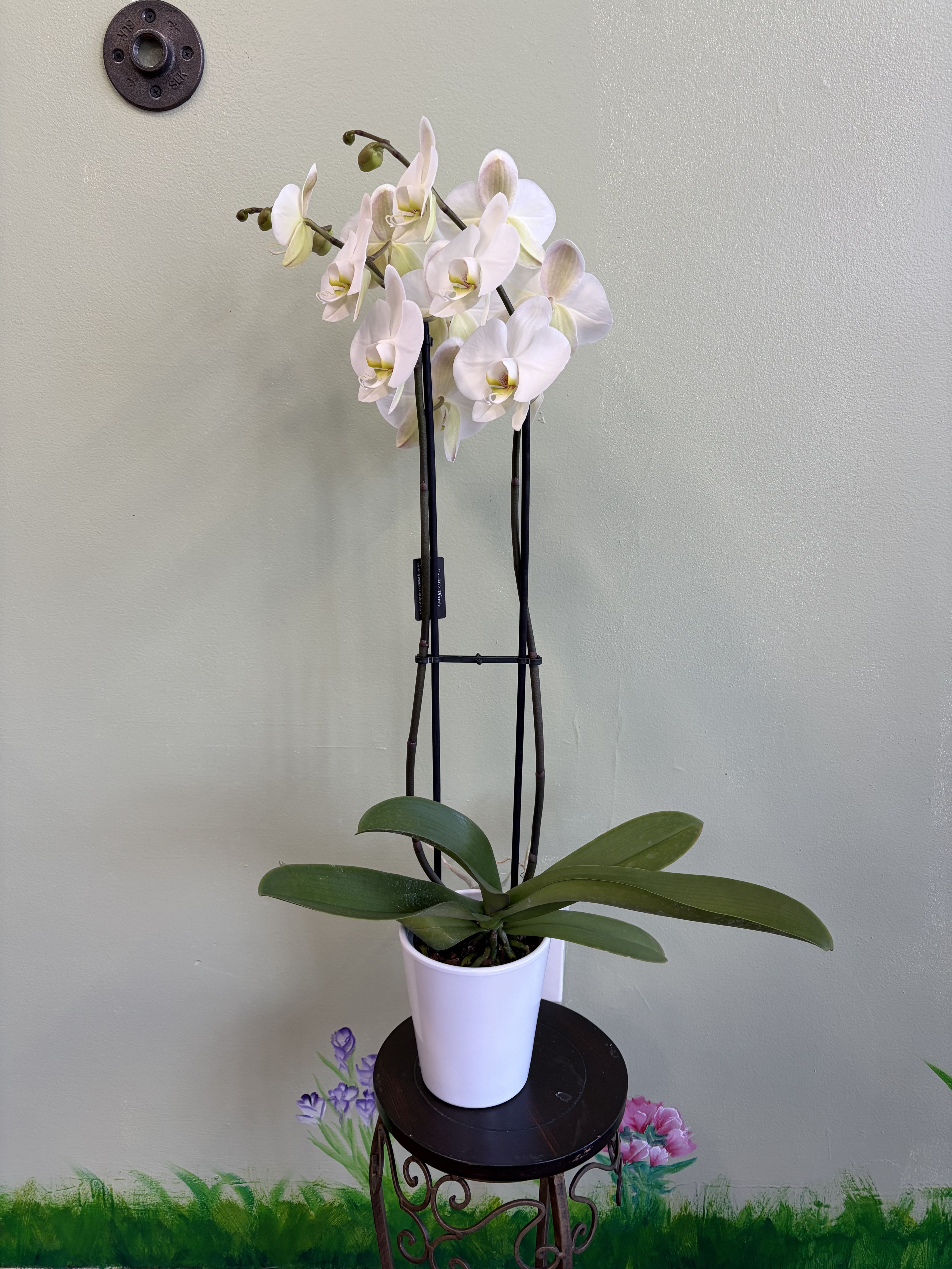 White orchid plant in a white pot on a small stand