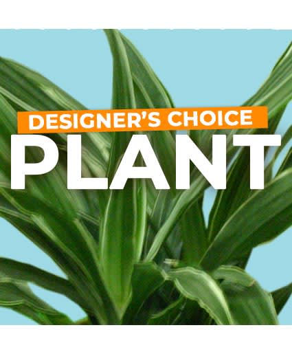 Green houseplant with Designer's Choice Plant text on blue background