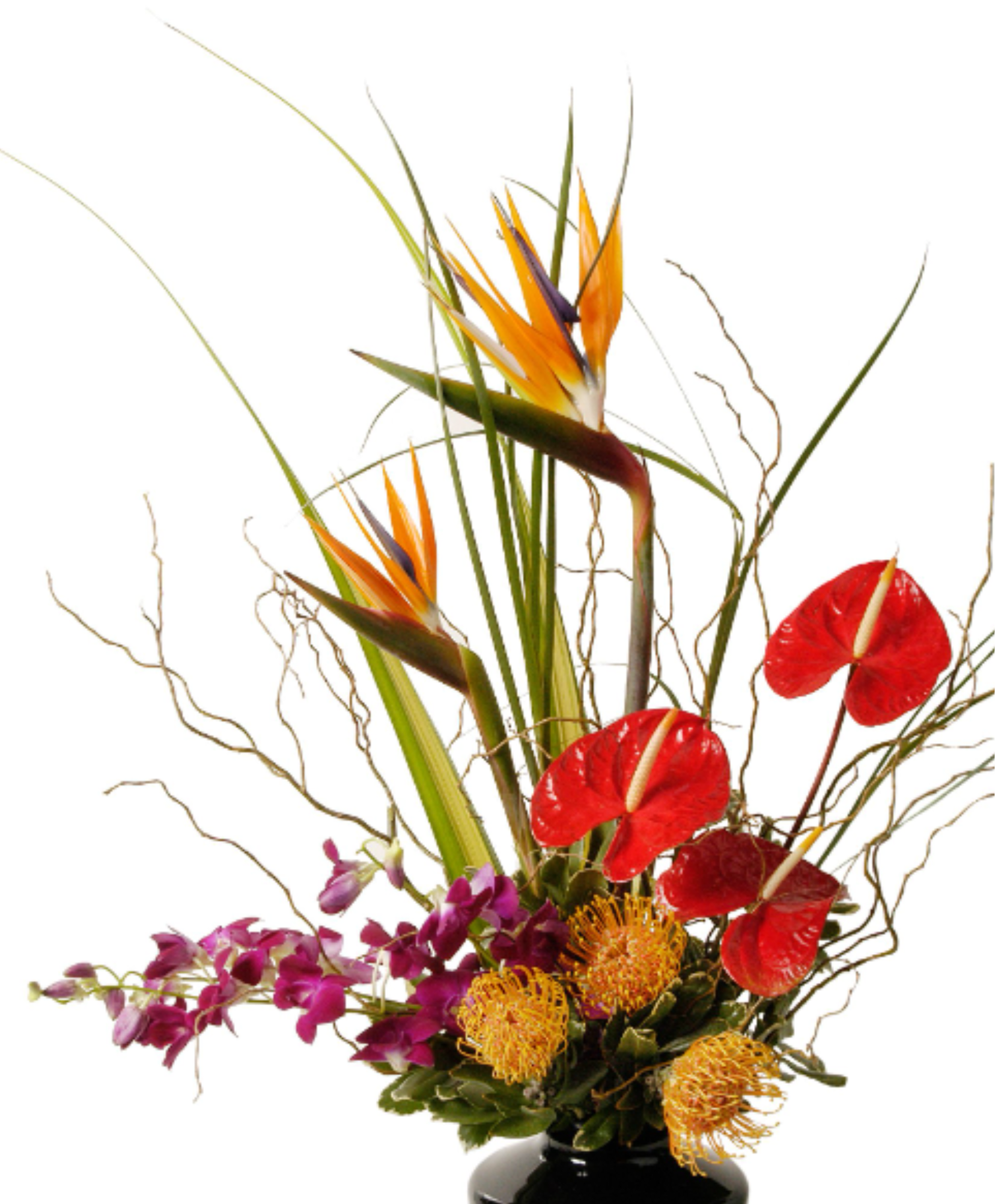 Tall tropical arrangement with birds of paradise, red anthuriums and orchids in a black vase