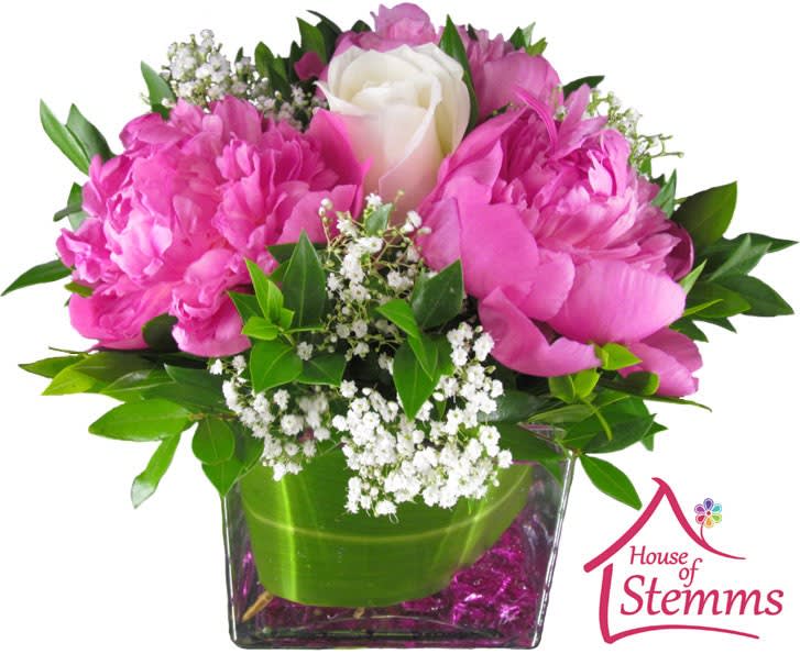 Pink peonies and a white rose in a square glass vase
