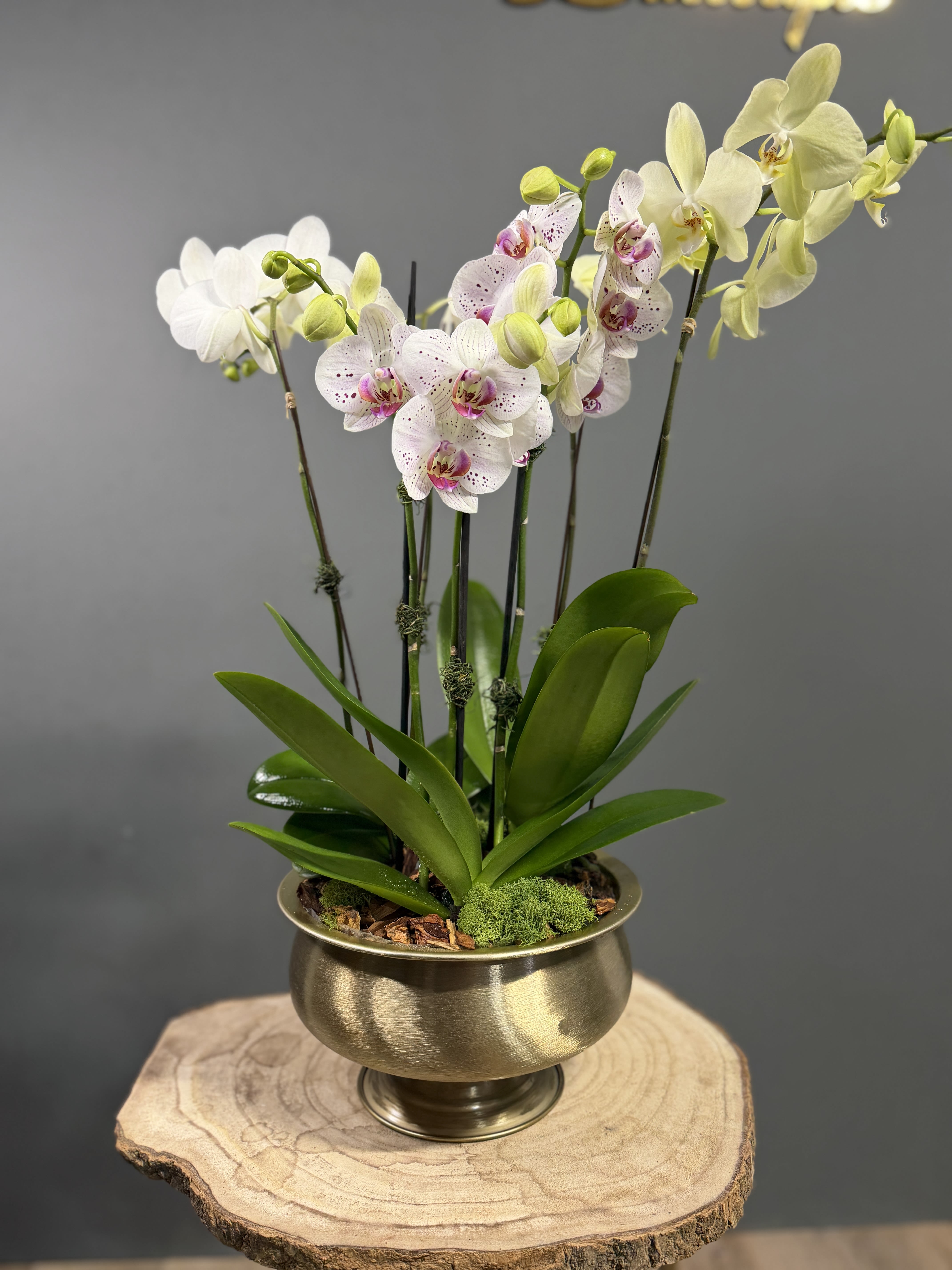 Golden Orchid Garden - Bring timeless elegance into any space with our Golden Orchid Garden. This stunning arrangement features graceful Phalaenopsis orchids beautifully displayed in a modern golden bowl, creating a sophisticated and long-lasting statement piece. Perfect for home décor, celebrations, or as a luxurious gift, this orchid garden adds natural beauty and refined charm to any setting. 