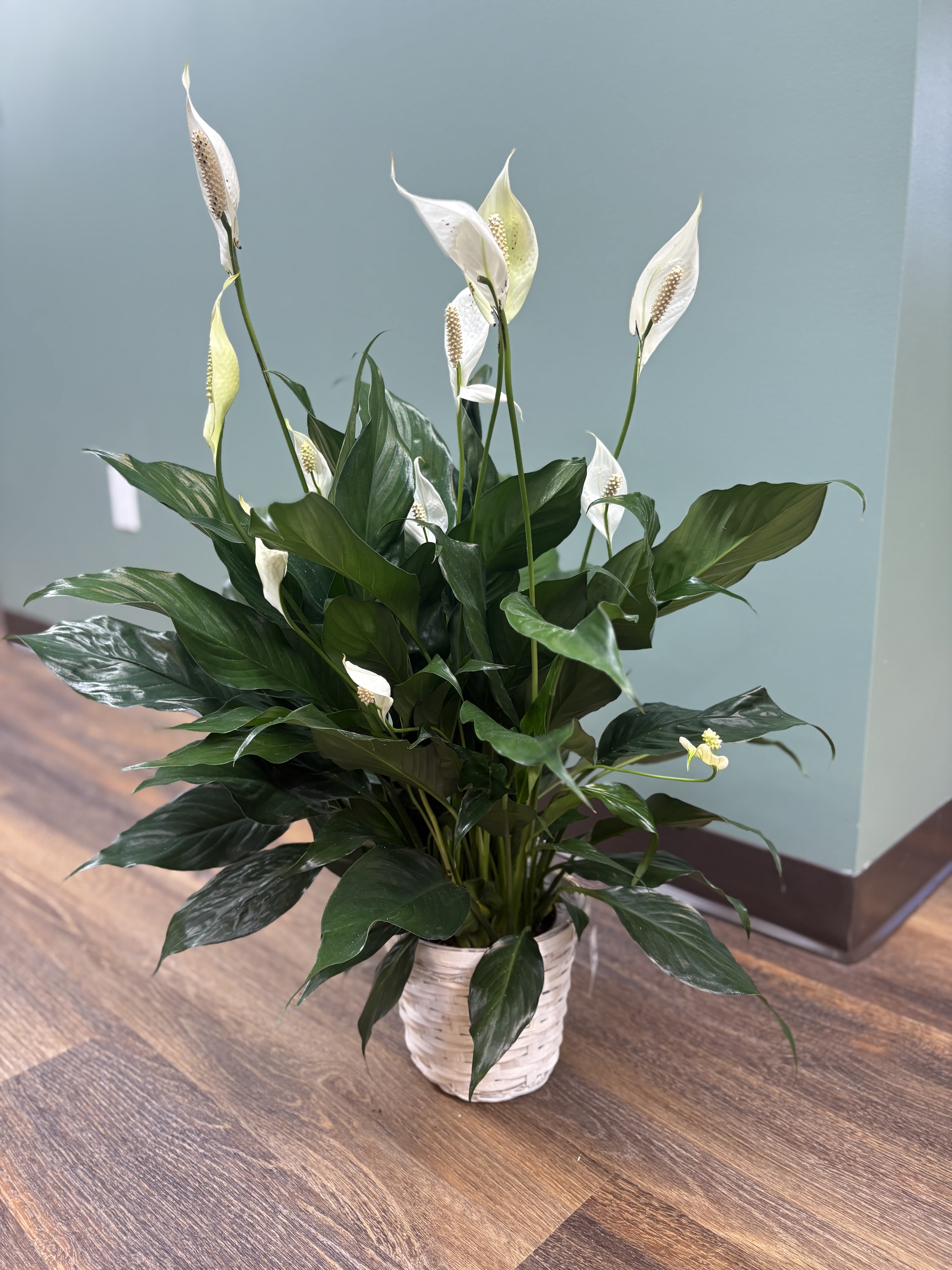 White peace lilies in a white woven pot