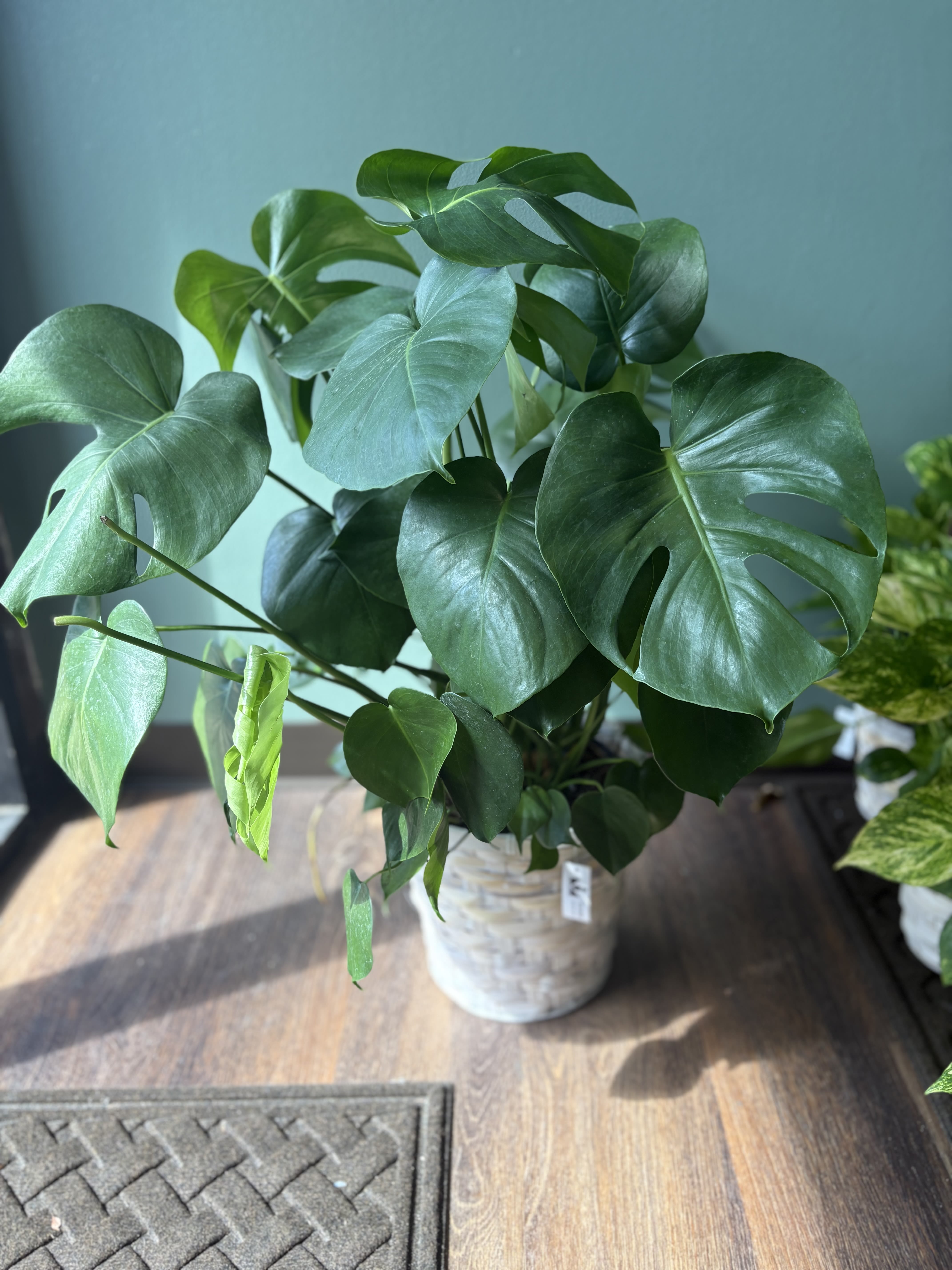 Potted monstera plant with large split green leaves