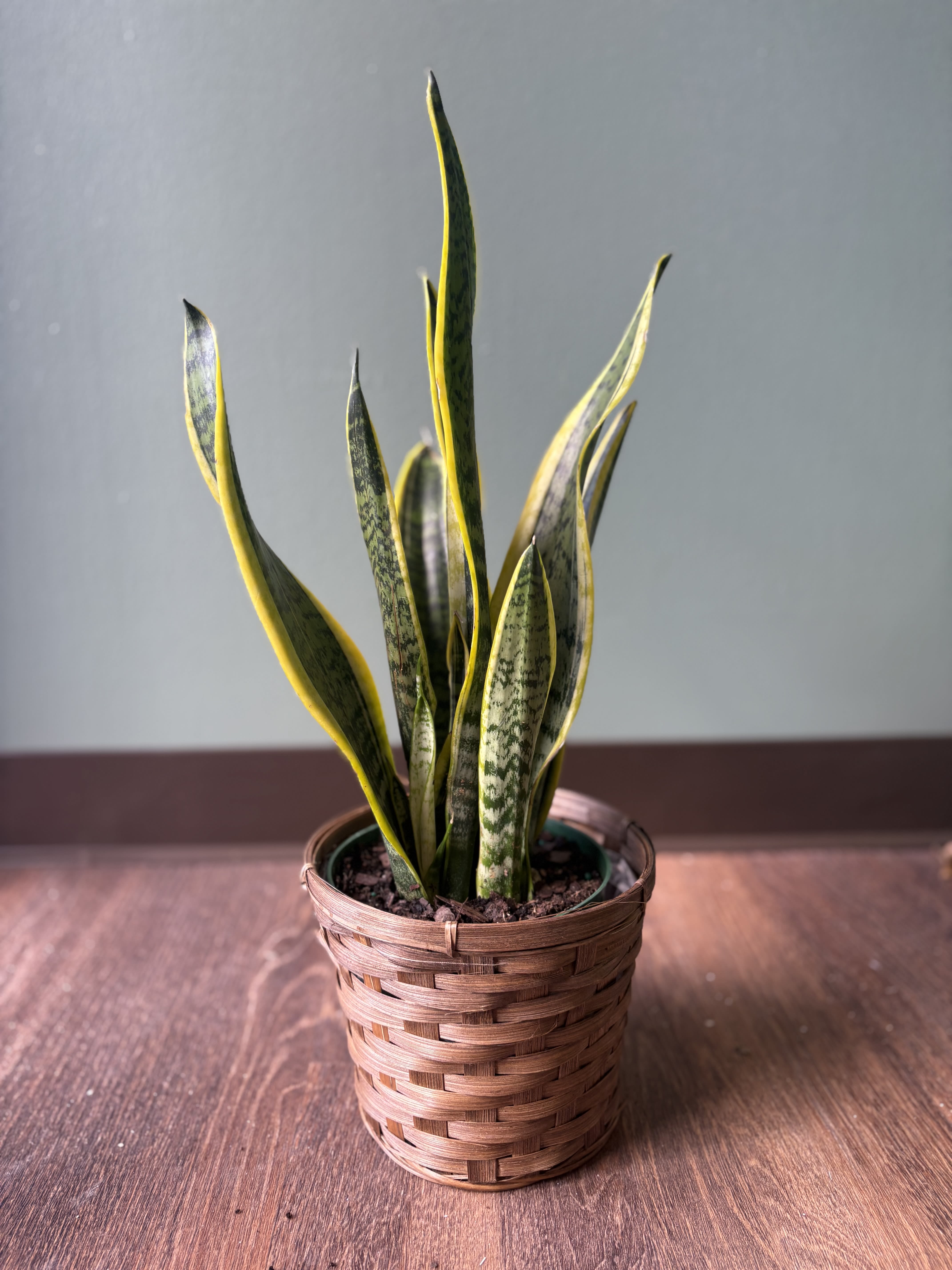 Potted snake plant in a woven basket planter