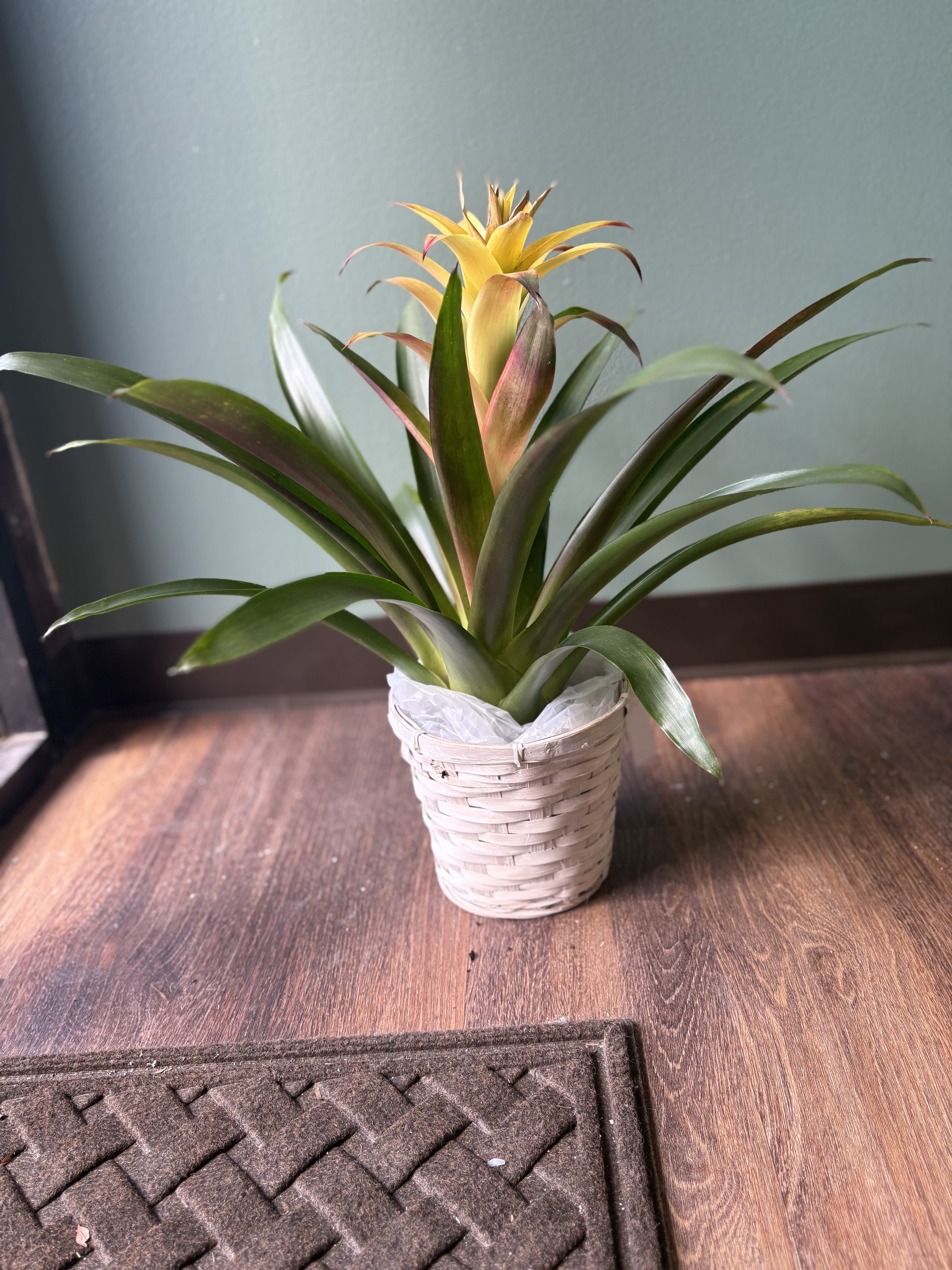 Potted bromeliad with a yellow flower spike in a woven basket