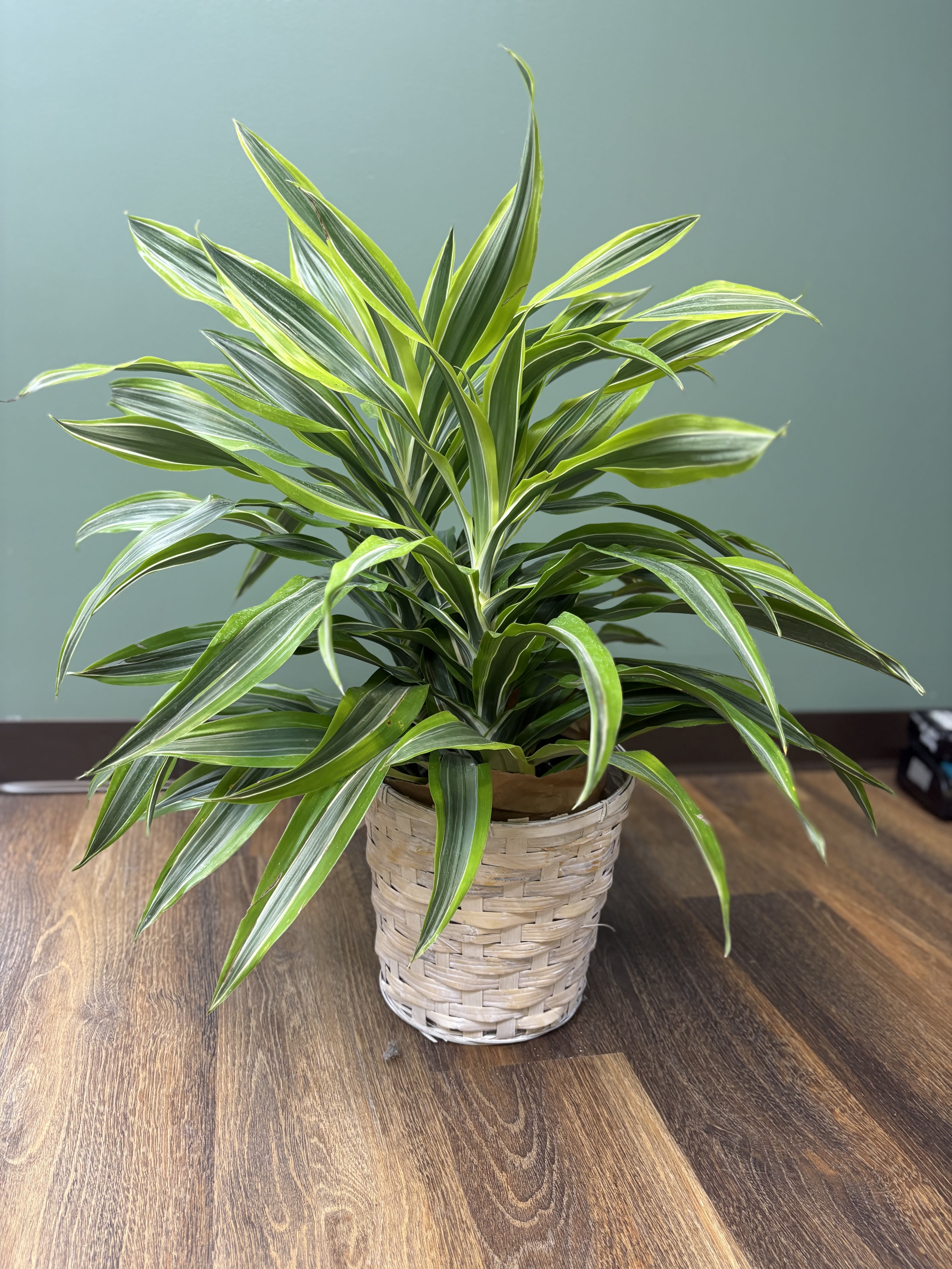 Potted variegated green houseplant in a woven basket planter