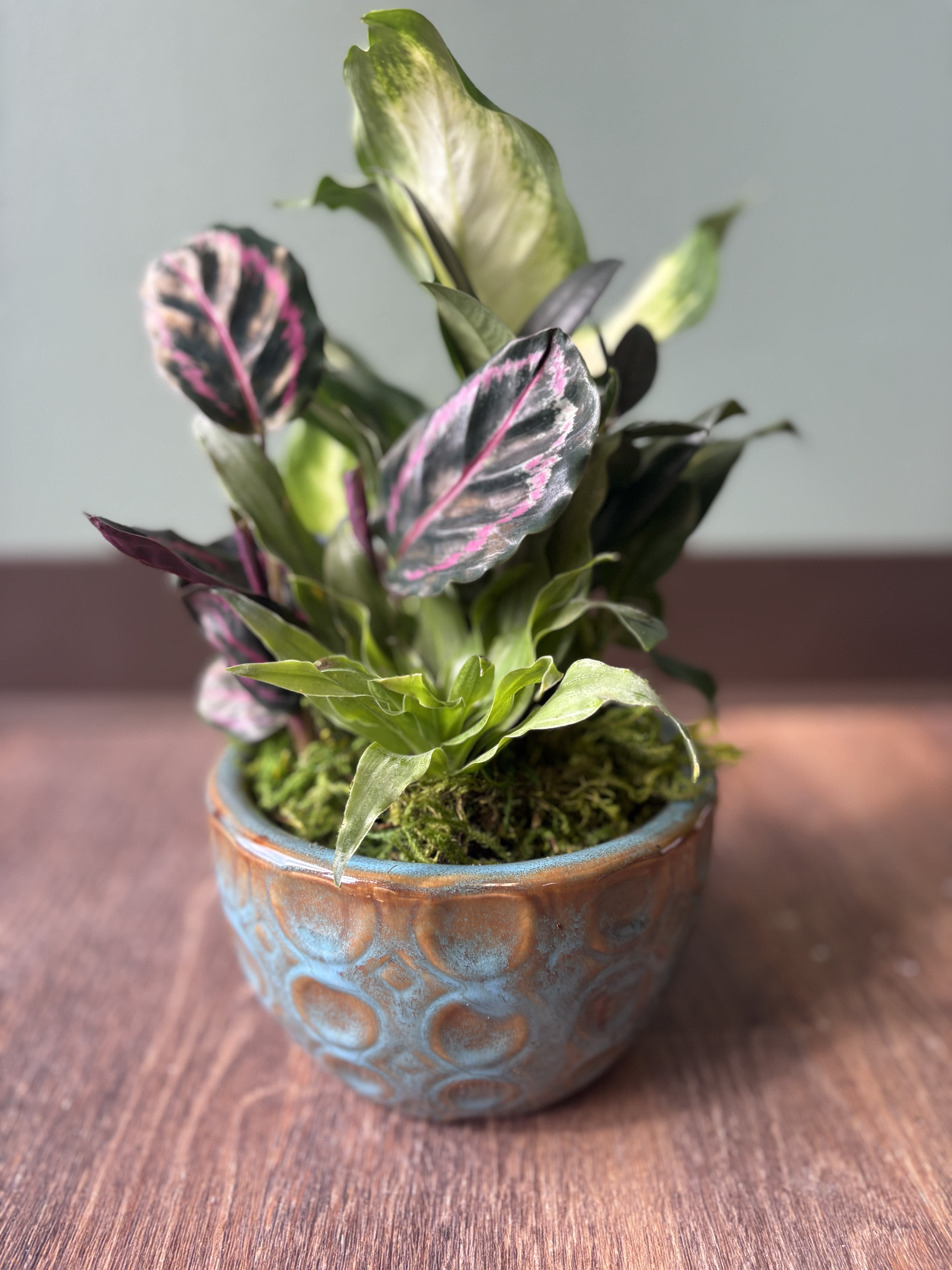 Potted plant with variegated pink and green leaves in a ceramic pot