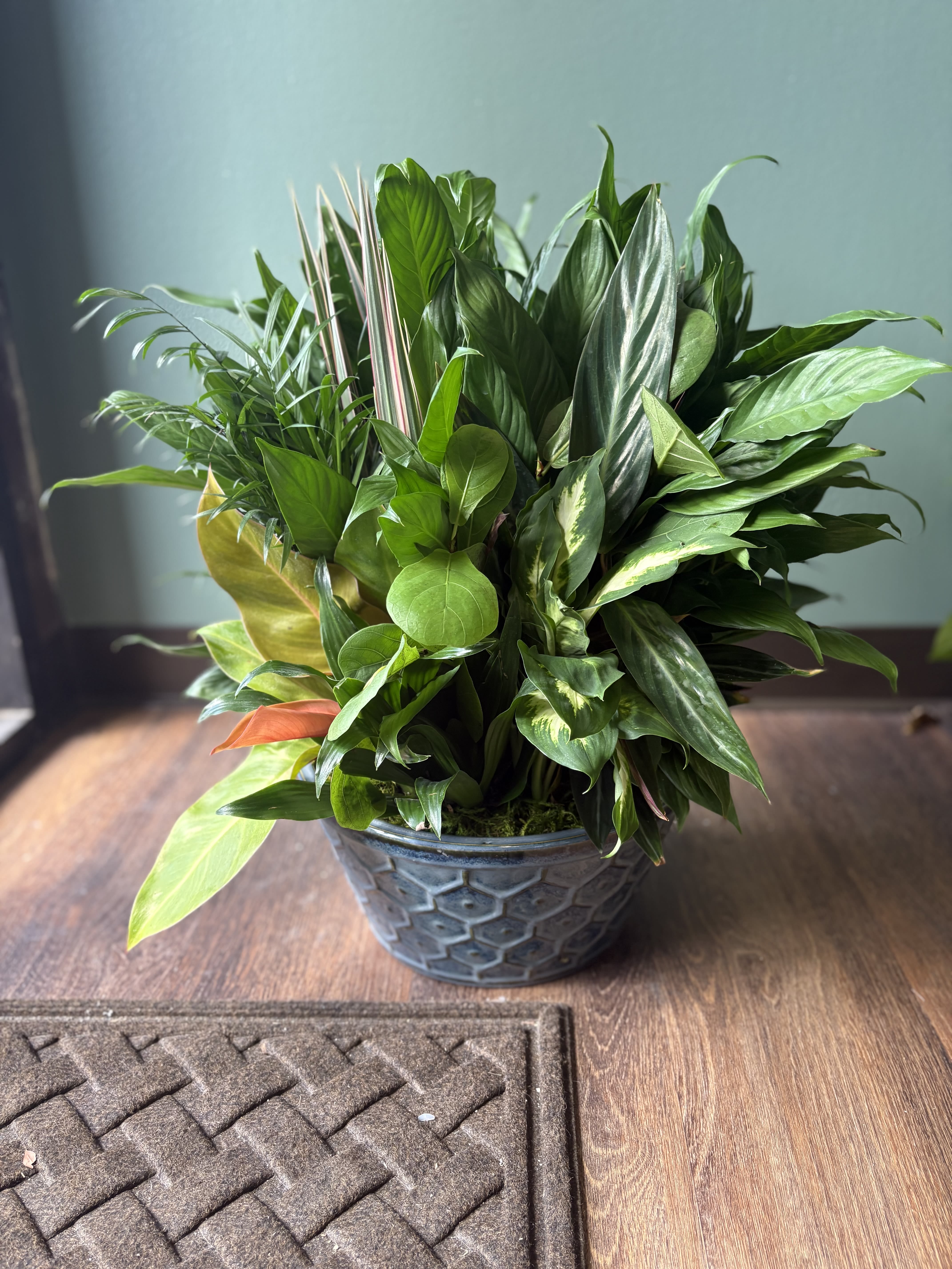 Lush green potted plant arrangement in a textured ceramic bowl