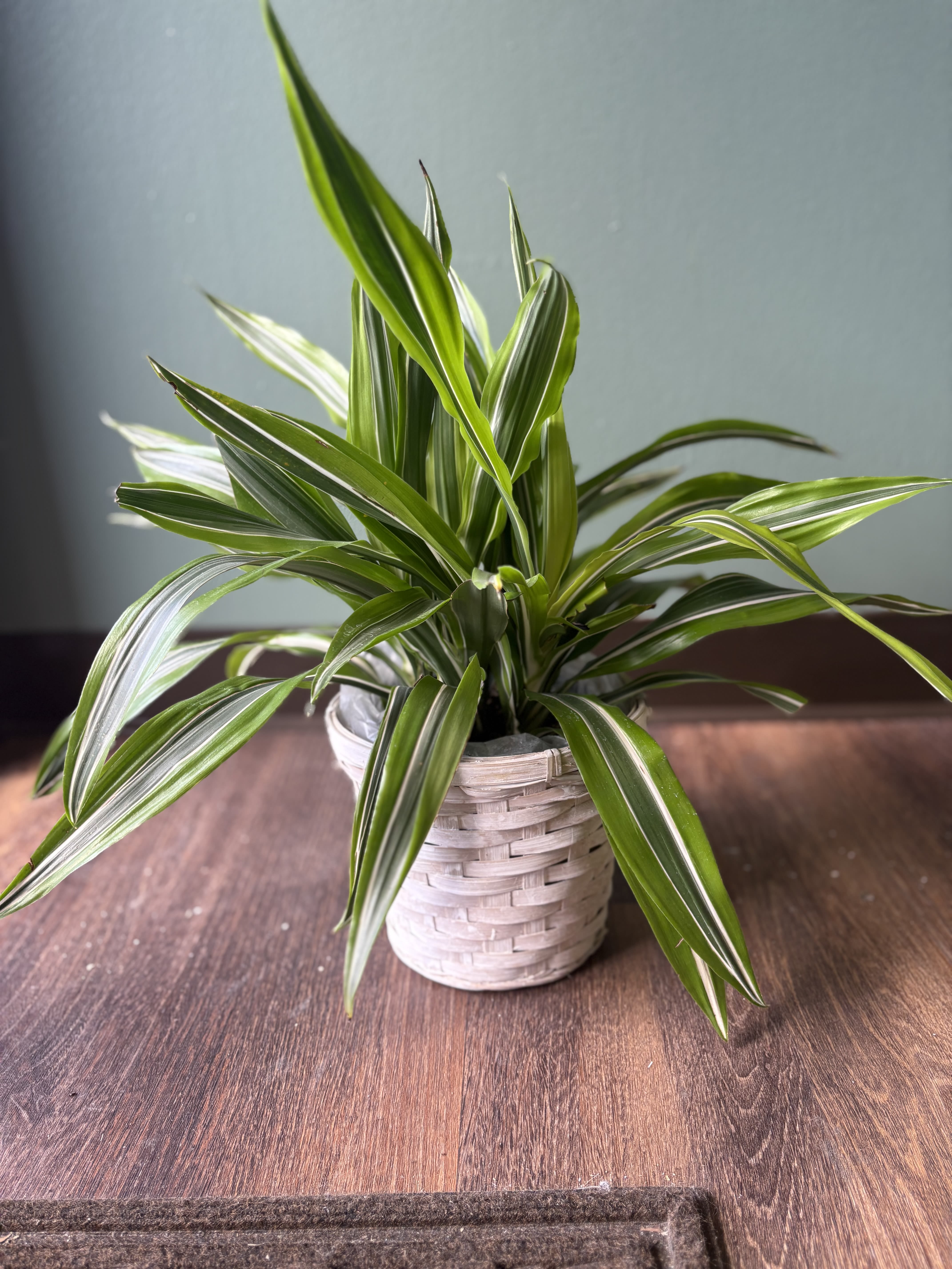 Potted variegated houseplant in a woven basket