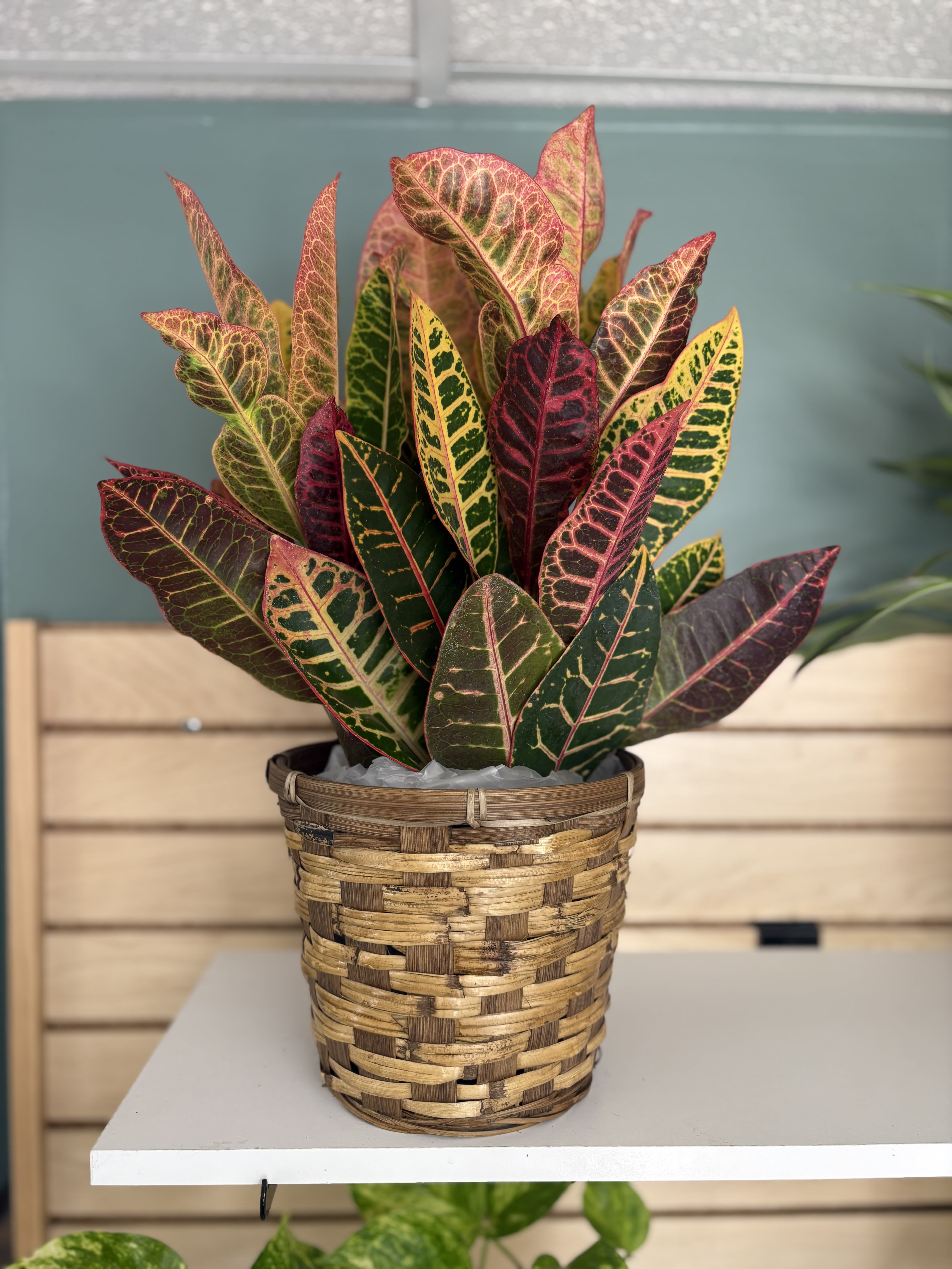 Potted croton plant with multicolored leaves in a woven basket