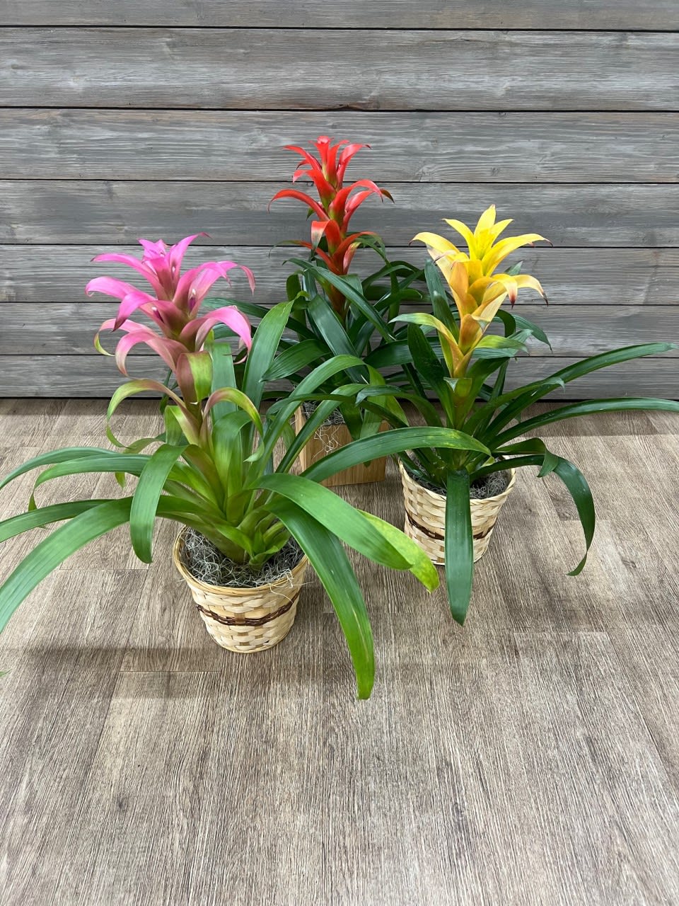 Three potted bromeliad plants with pink, red, and yellow blooms