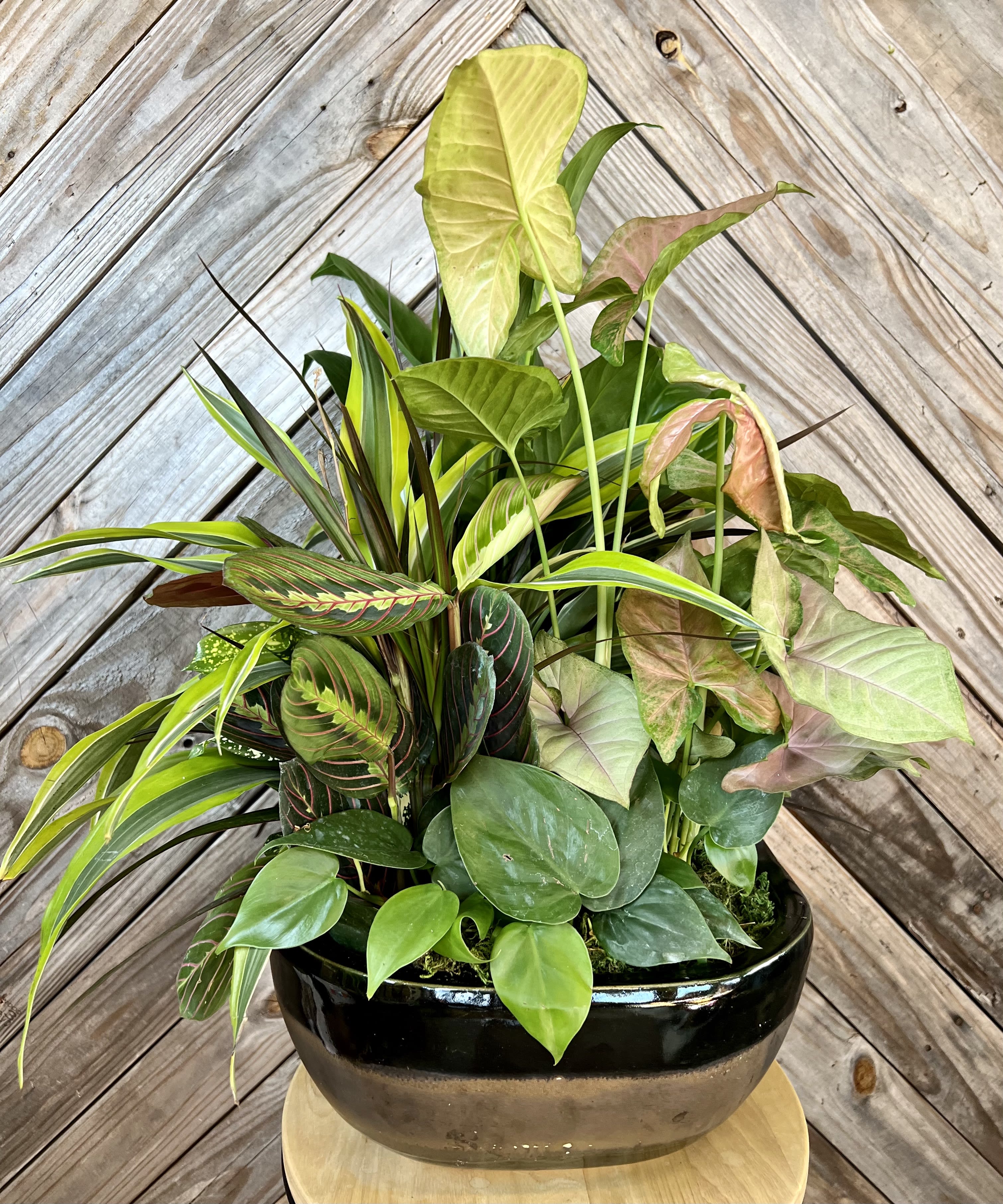 Mixed tropical houseplants arranged in a black ceramic planter