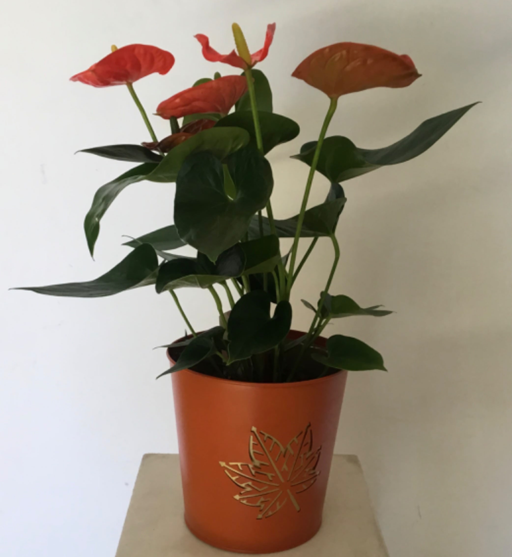 Potted anthurium plant with red blooms in an orange decorative container
