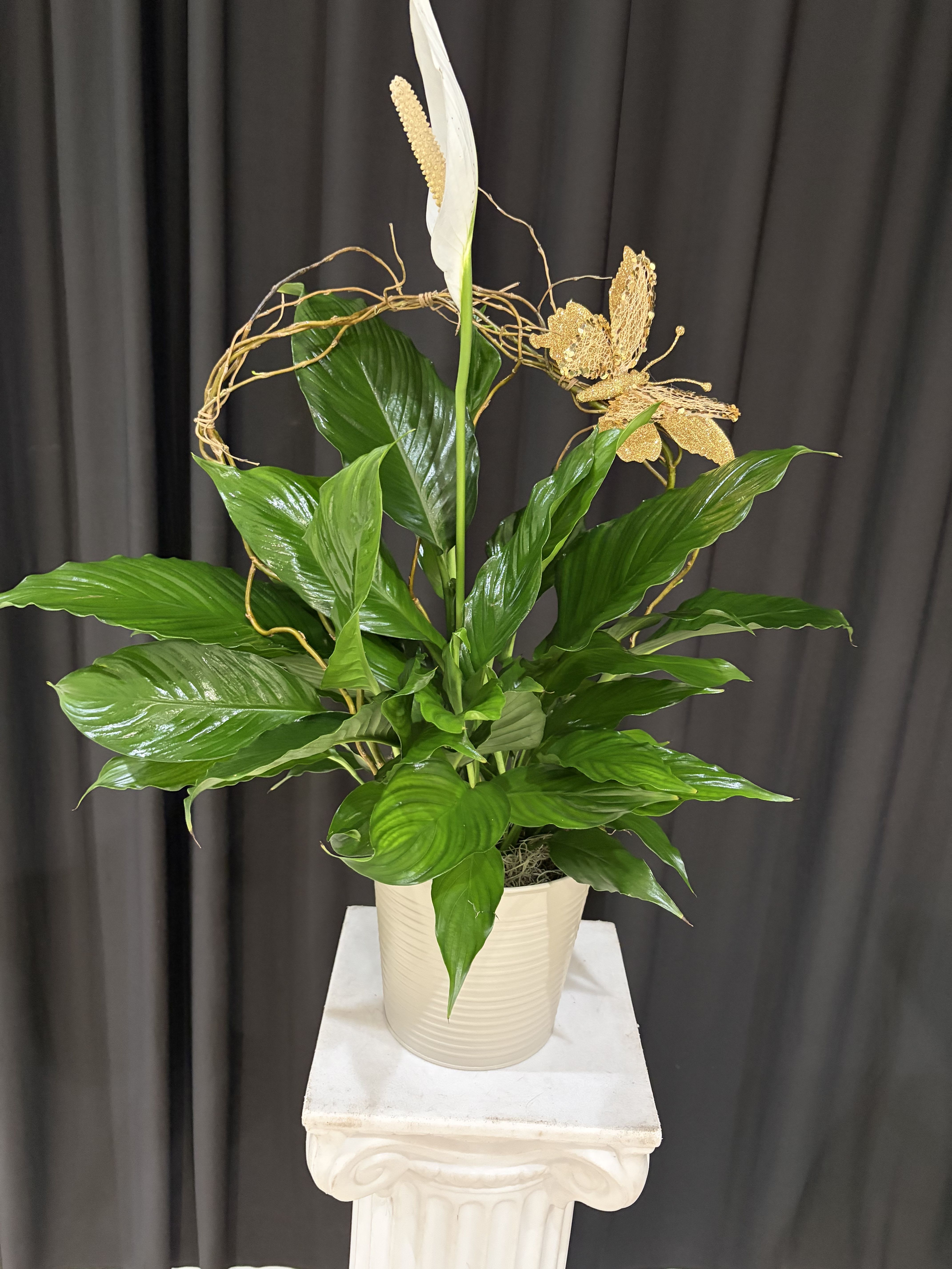 Peace Lily Plant - Peace Lily Plant Product ID: PLP 