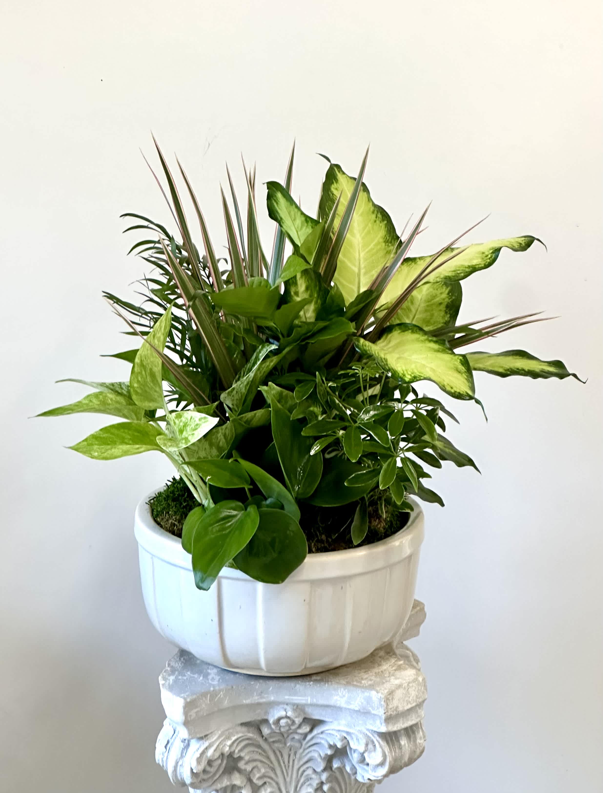 Mixed green houseplant arrangement in a white ceramic pot