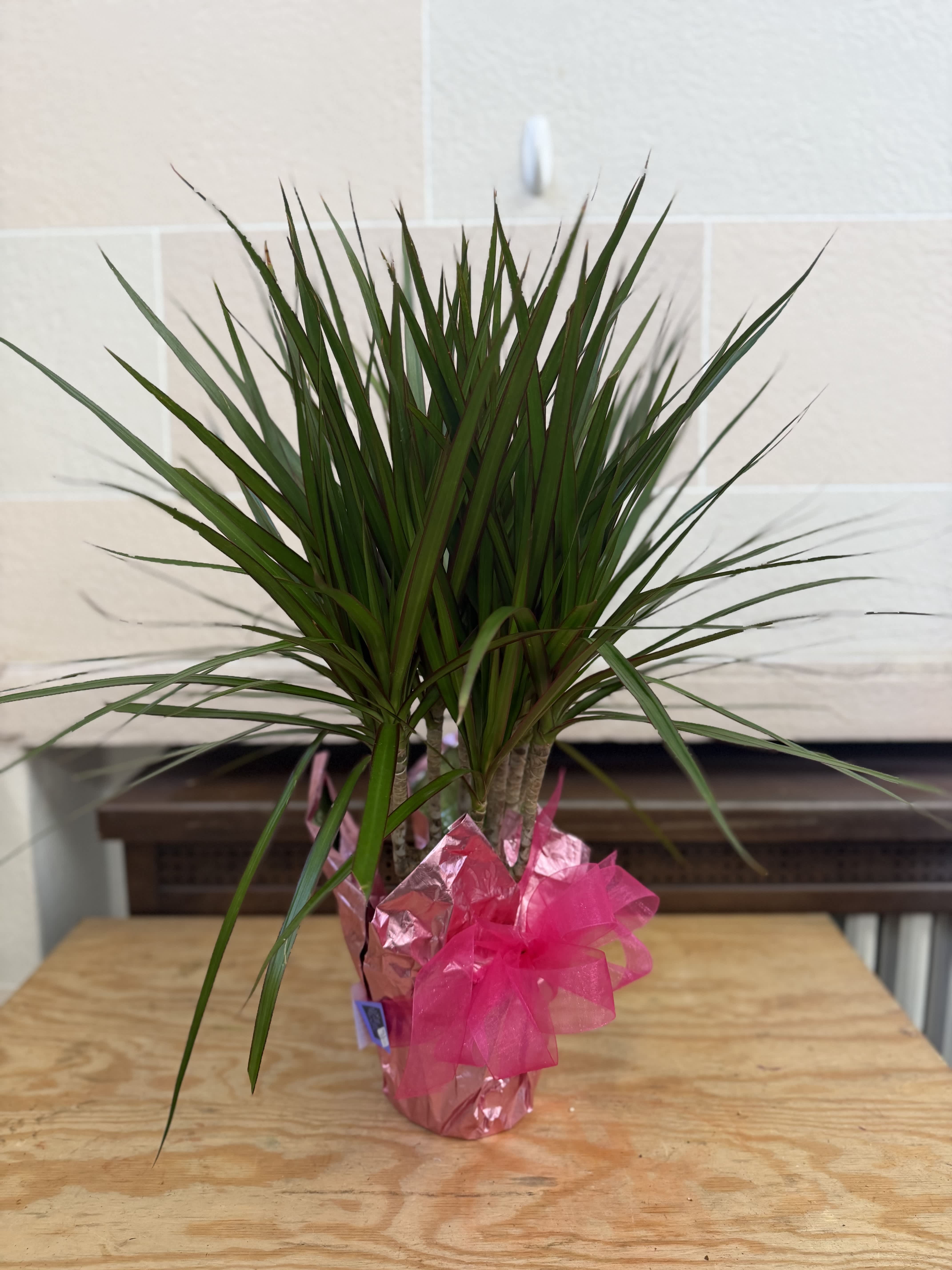 Potted dracaena plant wrapped with pink foil and ribbon