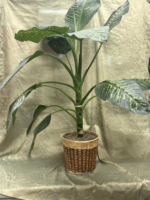Potted tropical plant with large variegated green leaves in a woven basket