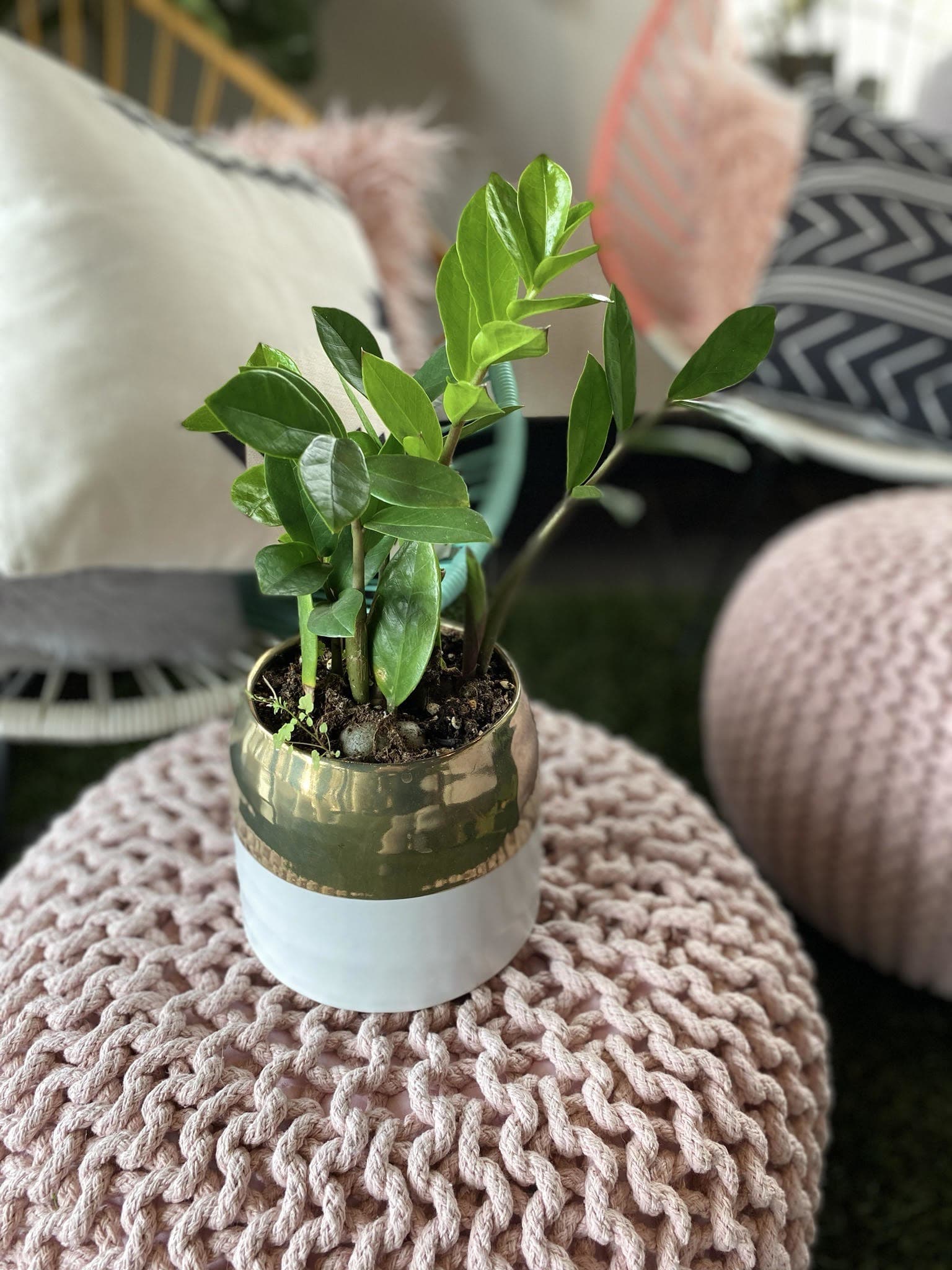 Small potted green plant in a gold and white container
