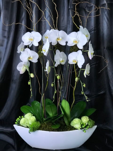 White orchids in a white boat-shaped planter with green accents