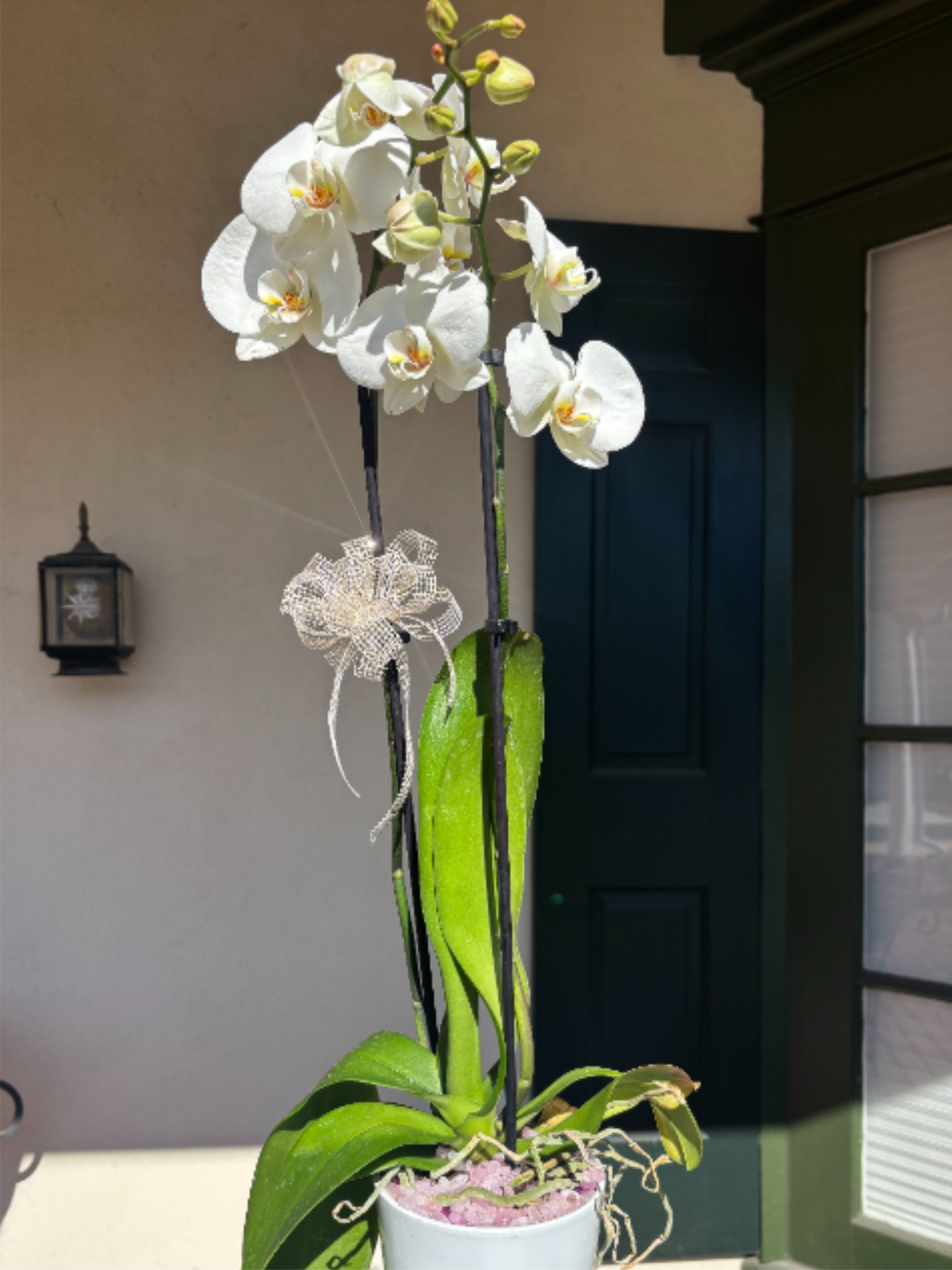 Cascading Orchid - Beauty and style are what you can expect from our Cascading Orchid. The classic yet timeless White Orchid is a lovely gift for any occasion. Color depends on availability in studio, either white or lavender.   Please Note: The pot color may vary based on availability at your local florist. Details Care Tips: Orchids prefer bright indirect sunlight, so find a space near a south or east facing window if possible. This plant does best when the soil is evenly moist and watered when dry to the touch, about once a week Pot color may vary. 