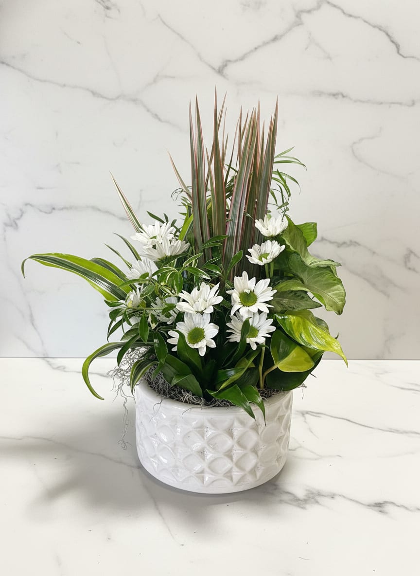 White daisies and mixed greenery in a white ceramic pot