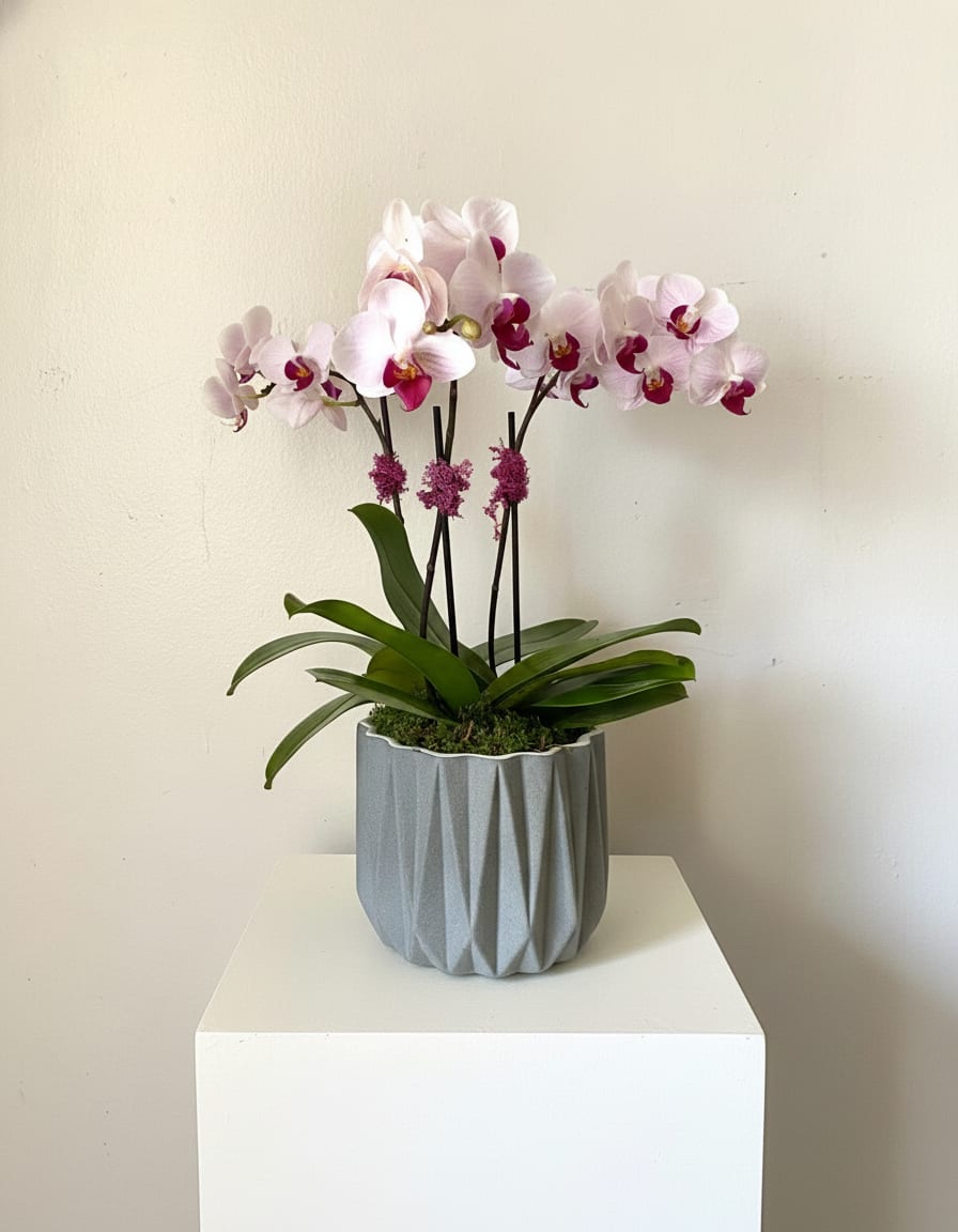 Meet Me in Tokyo - Pale pink Phalaenopsis orchids with deeper magenta centers create a serene, elegant display-perfect as a sophisticated gift or centerpiece for anniversaries, birthdays, or to say "I'm thinking of you." This upright orchid arrangement reads modern and refined, making it a graceful choice for someone who appreciates calm, architectural florals and a touch of understated luxury.  Several stems of pale pink Phalaenopsis rise above a compact base of broad green leaves, the glossy foliage contrasting with the soft, rounded orchid blooms. Housed in a textured gray ceramic planter, the design keeps a clean, contemporary silhouette in pink, white, green, and hints of purple. The planter provides a polished indoor presentation ready to brighten a tabletop, desk, or mantel.  Give this when you want the recipient to feel seen and cherished-it's the kind of gift that says thoughtful, lasting beauty. Ideal for home or office, the arrangement arrives potted in its ceramic vessel for easy display; keep in bright, indirect light and water sparingly to maintain the orchids' long-lasting blooms.