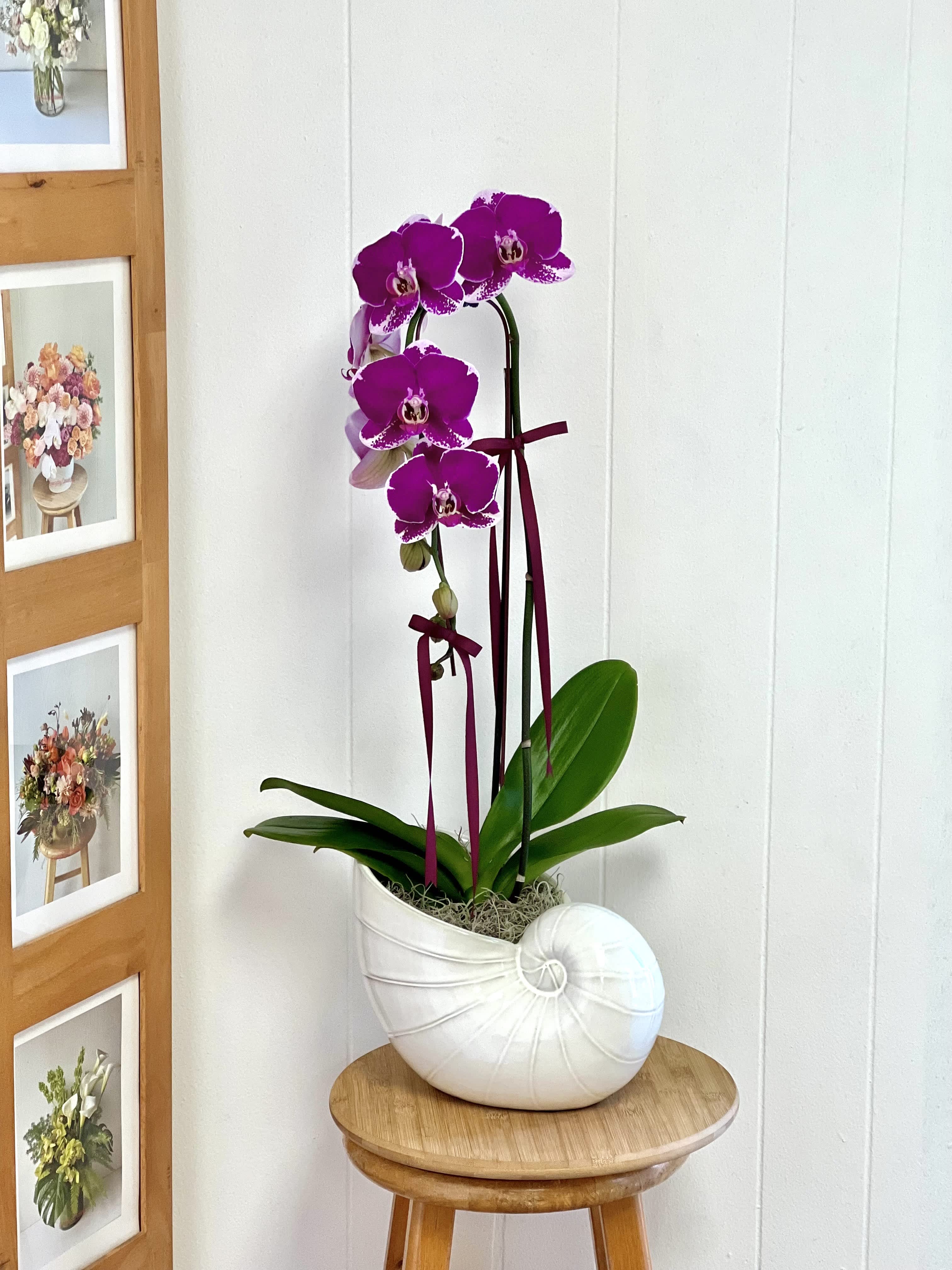 Purple orchid plant in a white shell-shaped pot on a stool