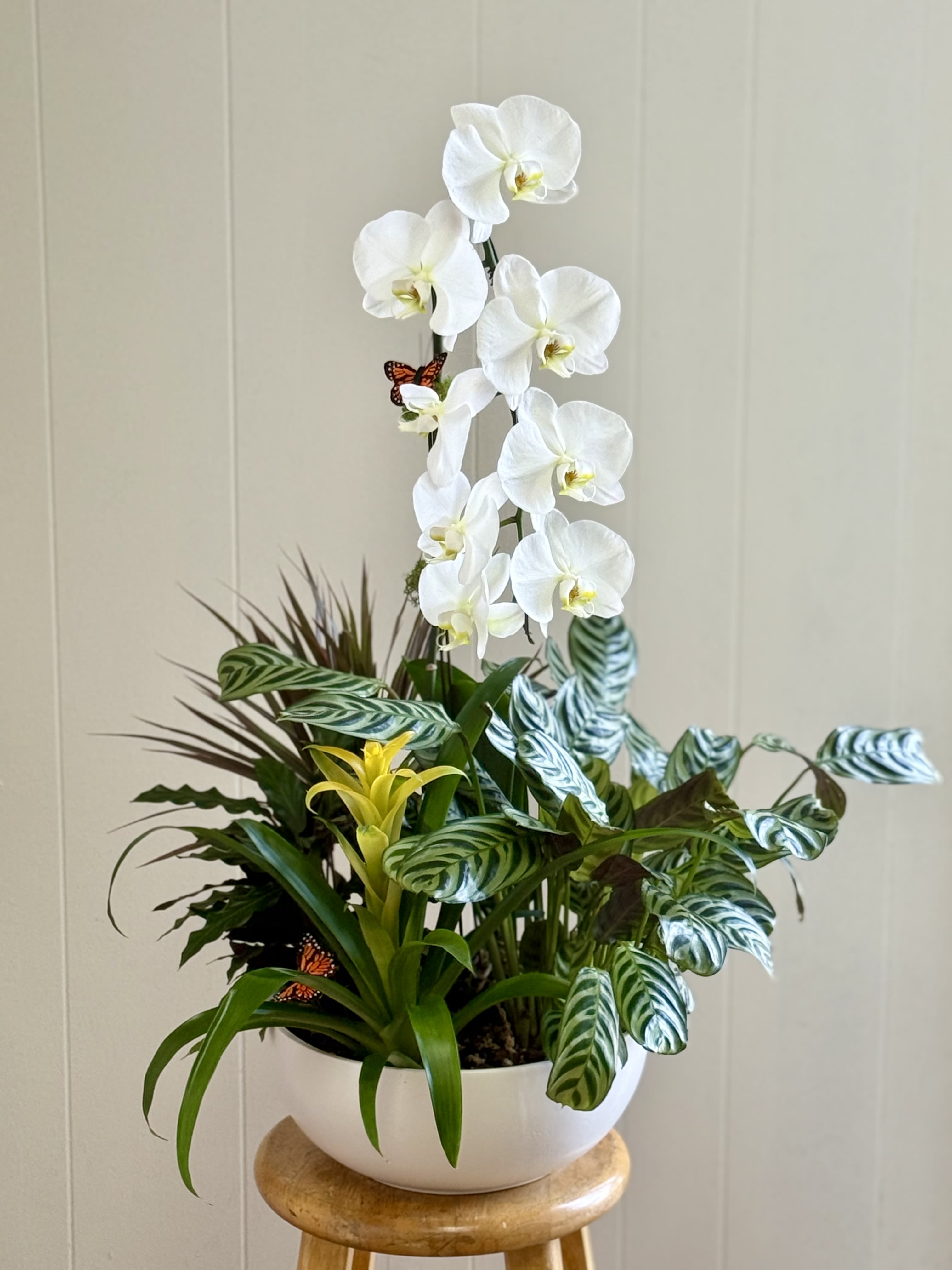 EC107  Butterfly Orchid Garden - Mother’s Day Butterfly Orchid Garden  Celebrate love, beauty, and elegance with our Mother’s Day Butterfly Orchid Garden — a stunning floral-inspired arrangement designed to brighten any space. This luxurious display features a graceful Phalaenopsis orchid blooming beautifully from the center of a large white ceramic bowl, surrounded by four lush green plants for a fresh and natural look. Delicate decorative butterfly picks add a whimsical finishing touch, making this arrangement a perfect gift for Mother’s Day, birthdays, sympathy gestures, or home décor.  Its modern ceramic design and long-lasting greenery create a sophisticated centerpiece that brings serenity and elegance to homes, offices, or special occasions. Thoughtfully arranged to impress, this orchid garden is ideal for showing appreciation and love to someone special.