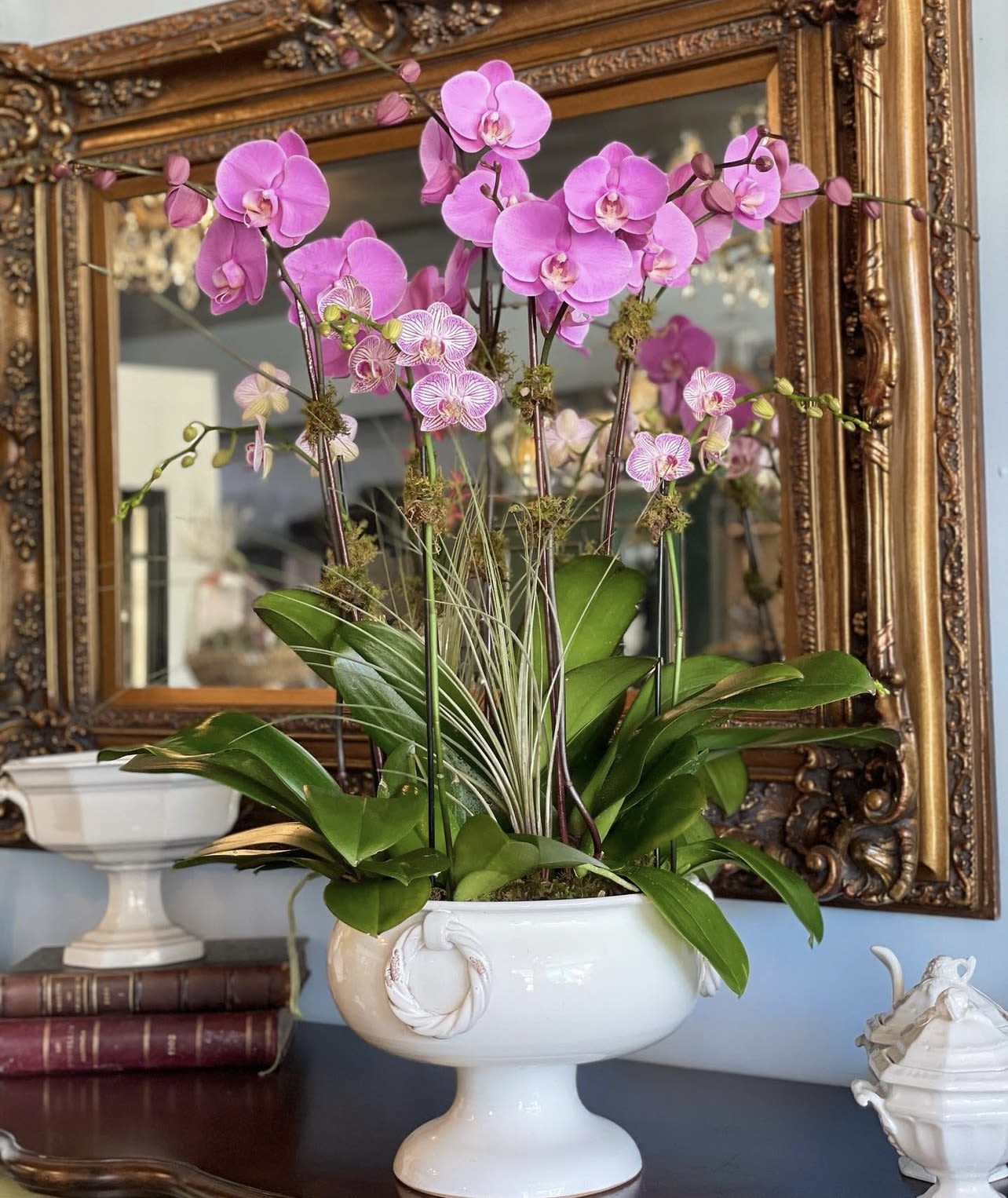 Royal Elegance  - Elegant ceramic pot filled with beautiful violet and lavender phalaenopsis orchids decorated air plants and fresh sheet moss.   Please note: The color of orchids and the ceramic pot may vary depending on availability, ensuring a unique and fresh design with each arrangement.  Care Instructions: To keep your orchids looking their best, water them moderately every other week using a spray bottle. Dampening the soil is enough—be sure not to overwater. Place your orchids in a spot with bright, indirect light, and avoid direct sunlight or exposure to air conditioning, which can cause them to dry out. With proper care, your orchids will continue to thrive and add elegance to your space for an extended period.