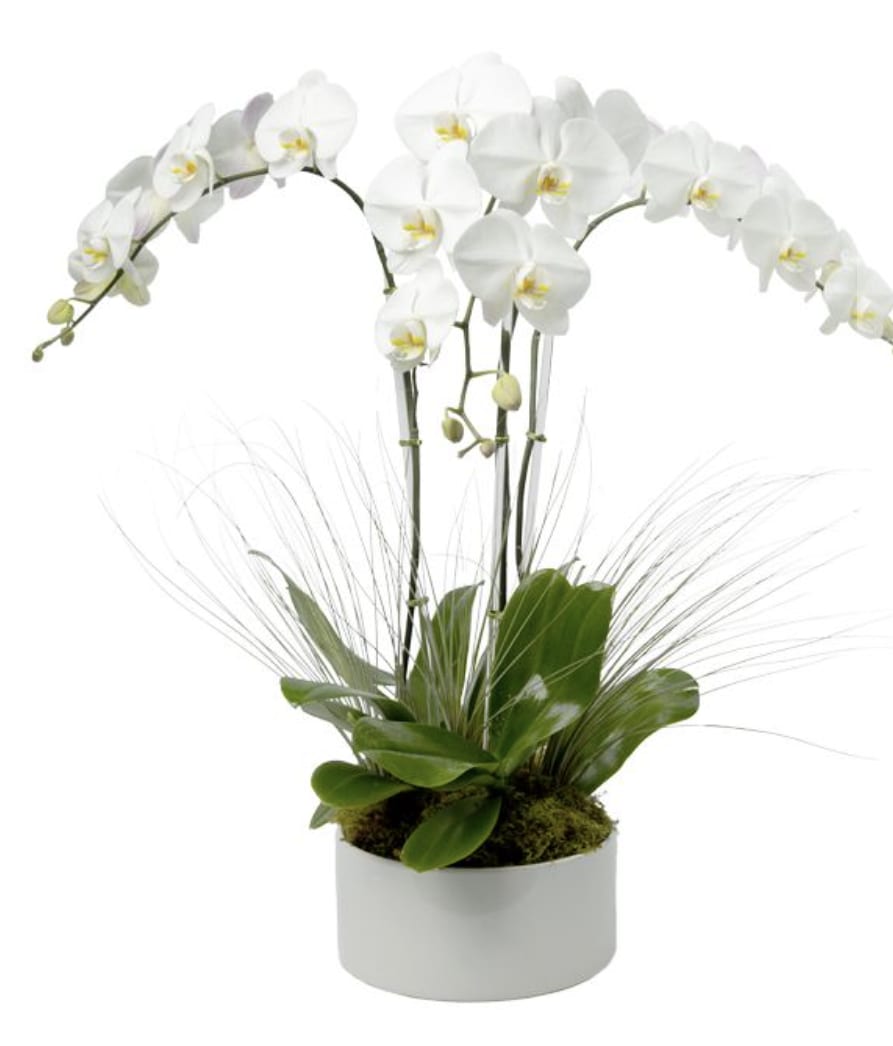 White orchid plant in a white pot with arching blooms