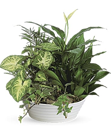 Mixed green houseplants arranged in a white bowl planter