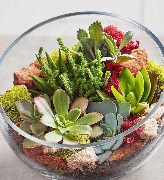 Glass bowl terrarium with assorted succulents and moss