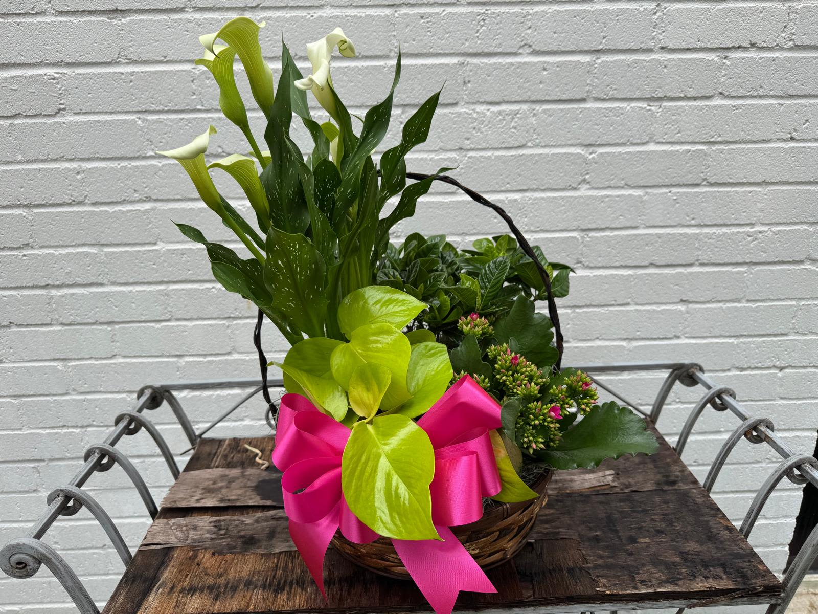 Grace in Bloom - A refined expression of natural beauty, Grace in Bloom features an elegant medley of lush green plants and soft blossoms—including striking white calla lilies, blooming kalanchoe, and fragrant gardenia. Designed in a woven basket and finished with a vibrant bow (color may vary), this living arrangement stands approximately 24 inches tall and 14 inches wide. Perfect for moments of sympathy, celebration, or quiet reflection, this gift brings life, serenity, and heartfelt emotion into any space. Graceful plant basket with calla lilies, kalanchoe, and gardenia. Perfect for any occasion with same-day Houston plant delivery available.. Send a sympathy plant basket with calla lilies, kalanchoe, and gardenia. Elegant, lasting comfort with free same-day delivery in Houston. 