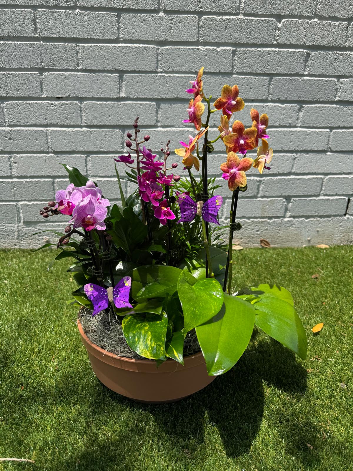 Potted orchid arrangement with purple and orange blooms