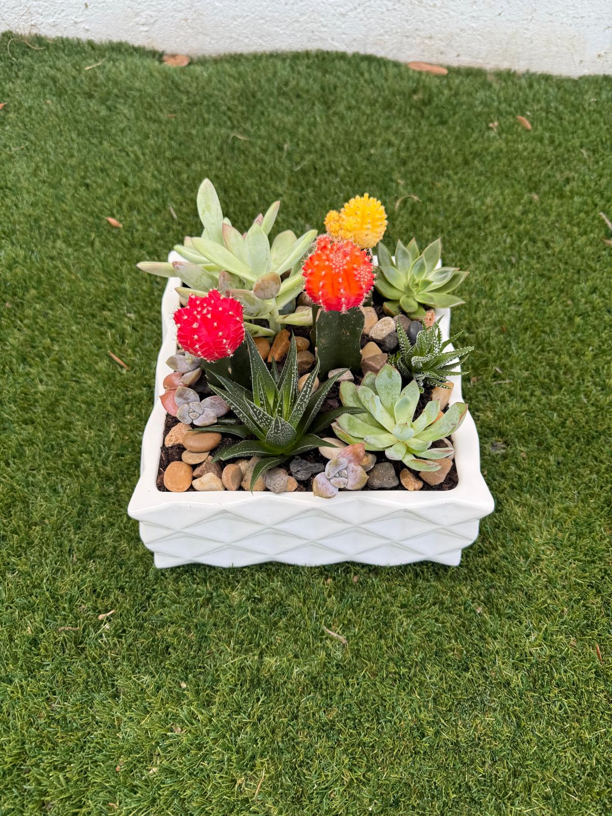 Succulent arrangement in a white square planter with colorful cactus tops