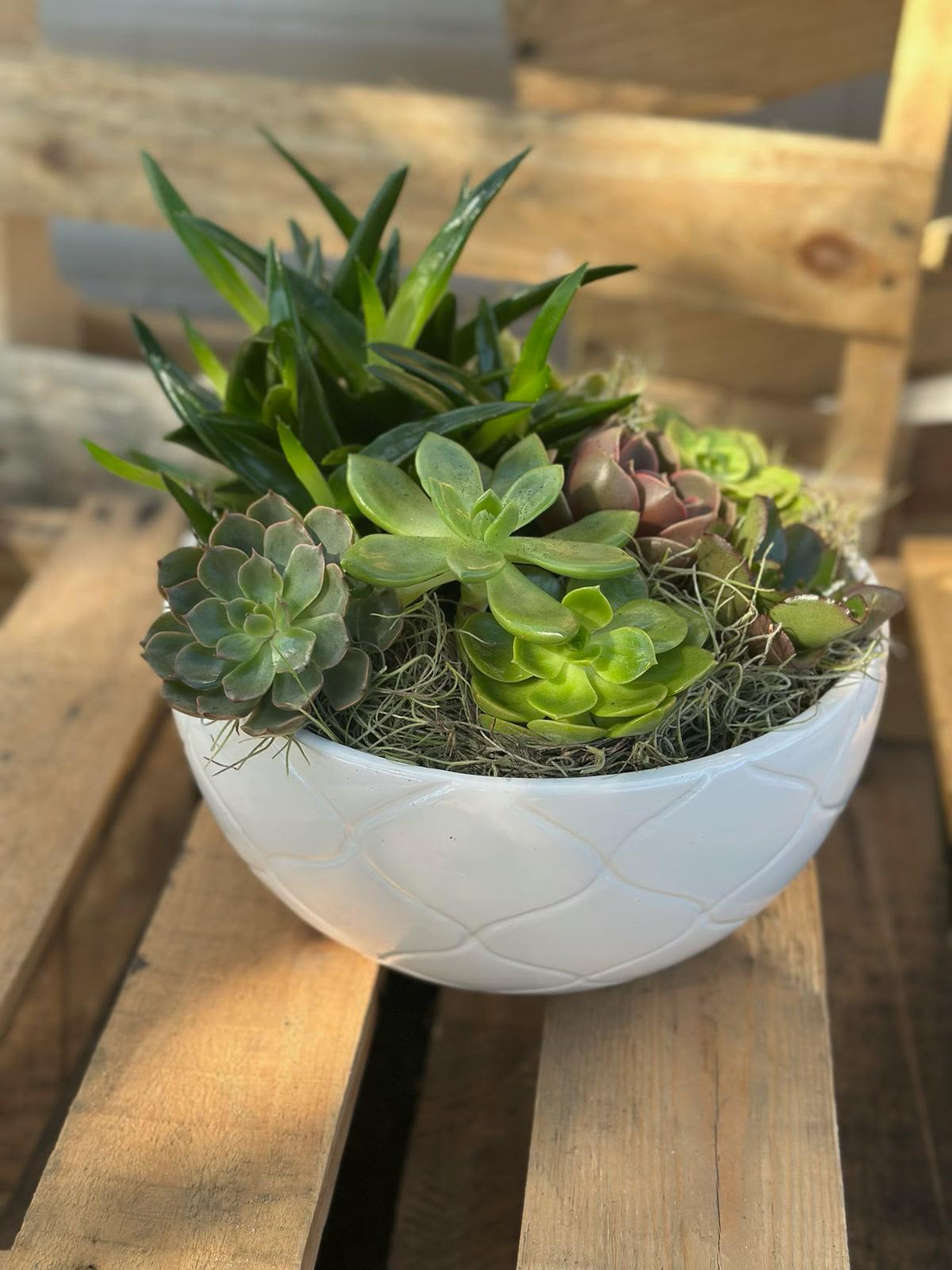 Succulent arrangement in a white bowl planter