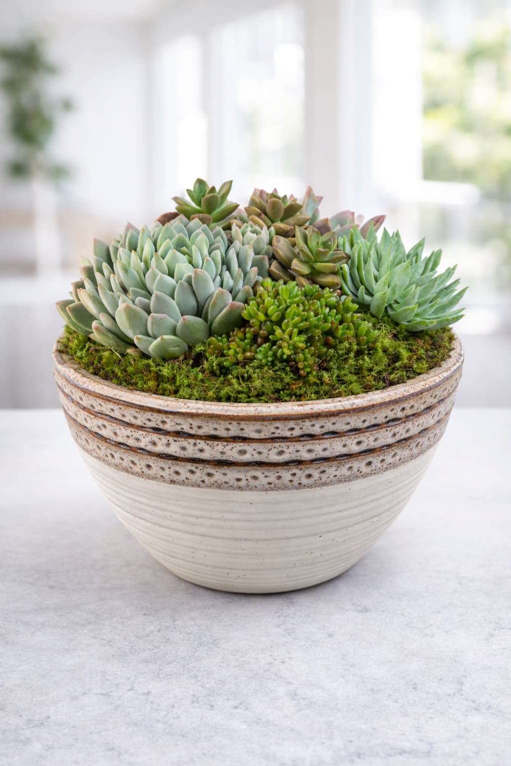 Succulent Bowl by BloomNation™ - The perfect desk or table accessory, this succulent box features four 4 inch succulents and three 2 inch succulents. Perfect for birthdays, Father's Day or sending post promotion or job hire. APPROXIMATE DIMENSIONS: 8" W x 6" H