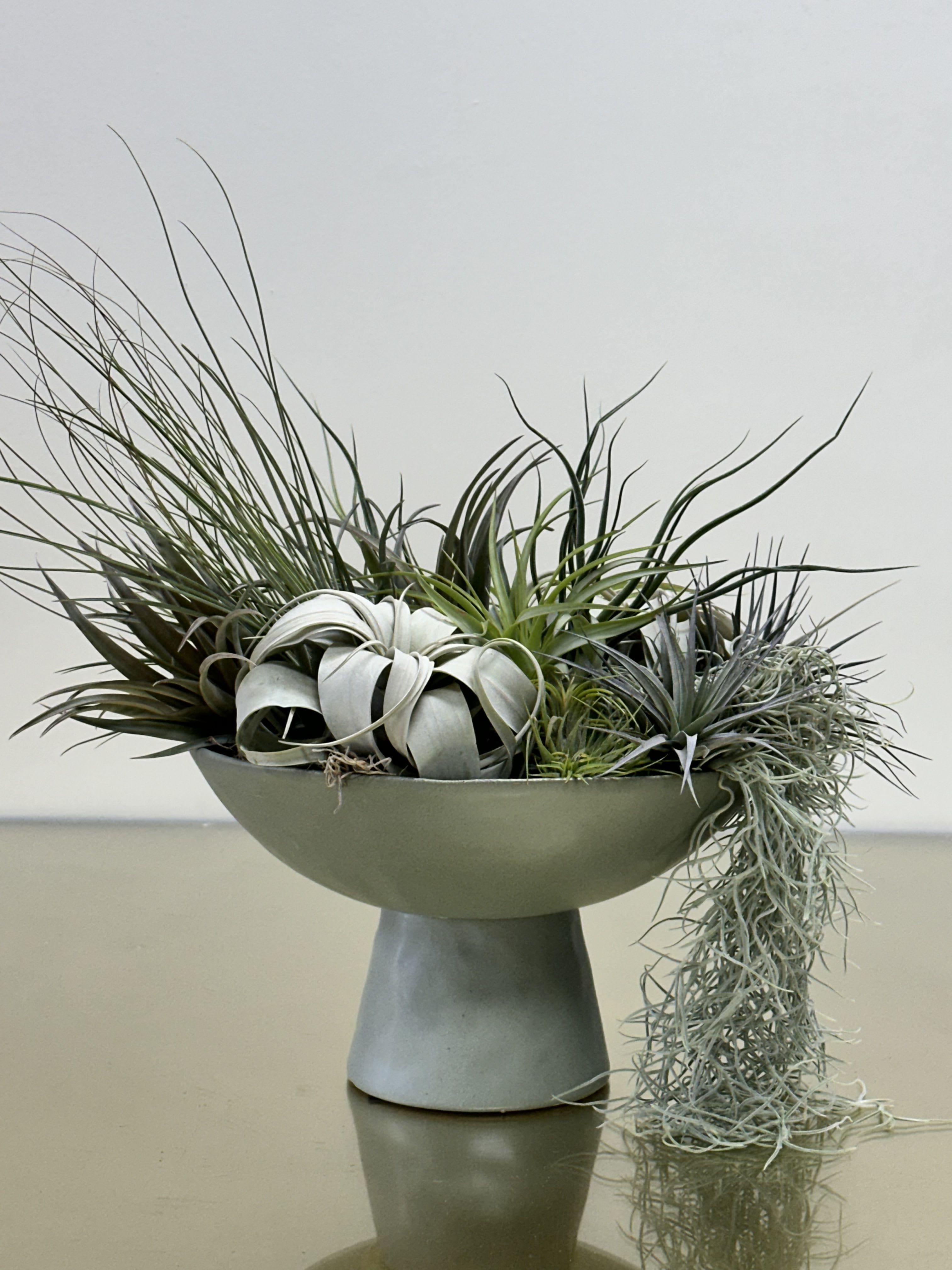 TILLANDSIA - An assortment of air plants in a vase.