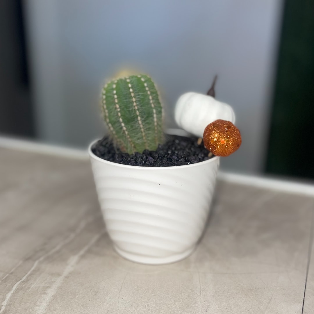 Small potted cactus with two decorative pumpkins in a white pot