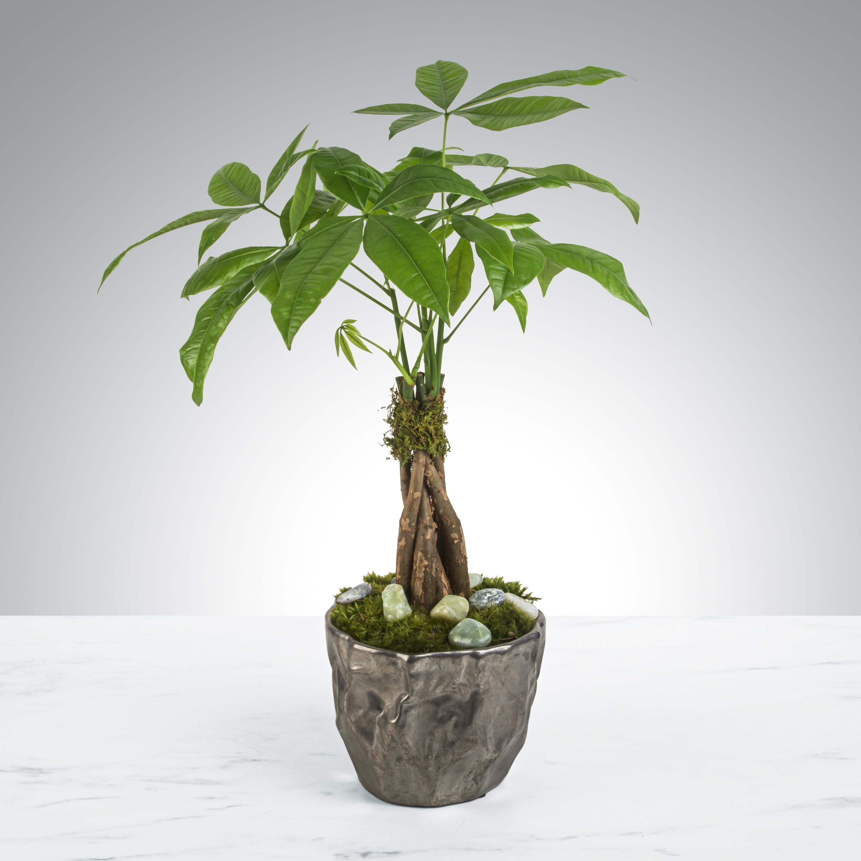 Potted money tree plant in a textured gray container