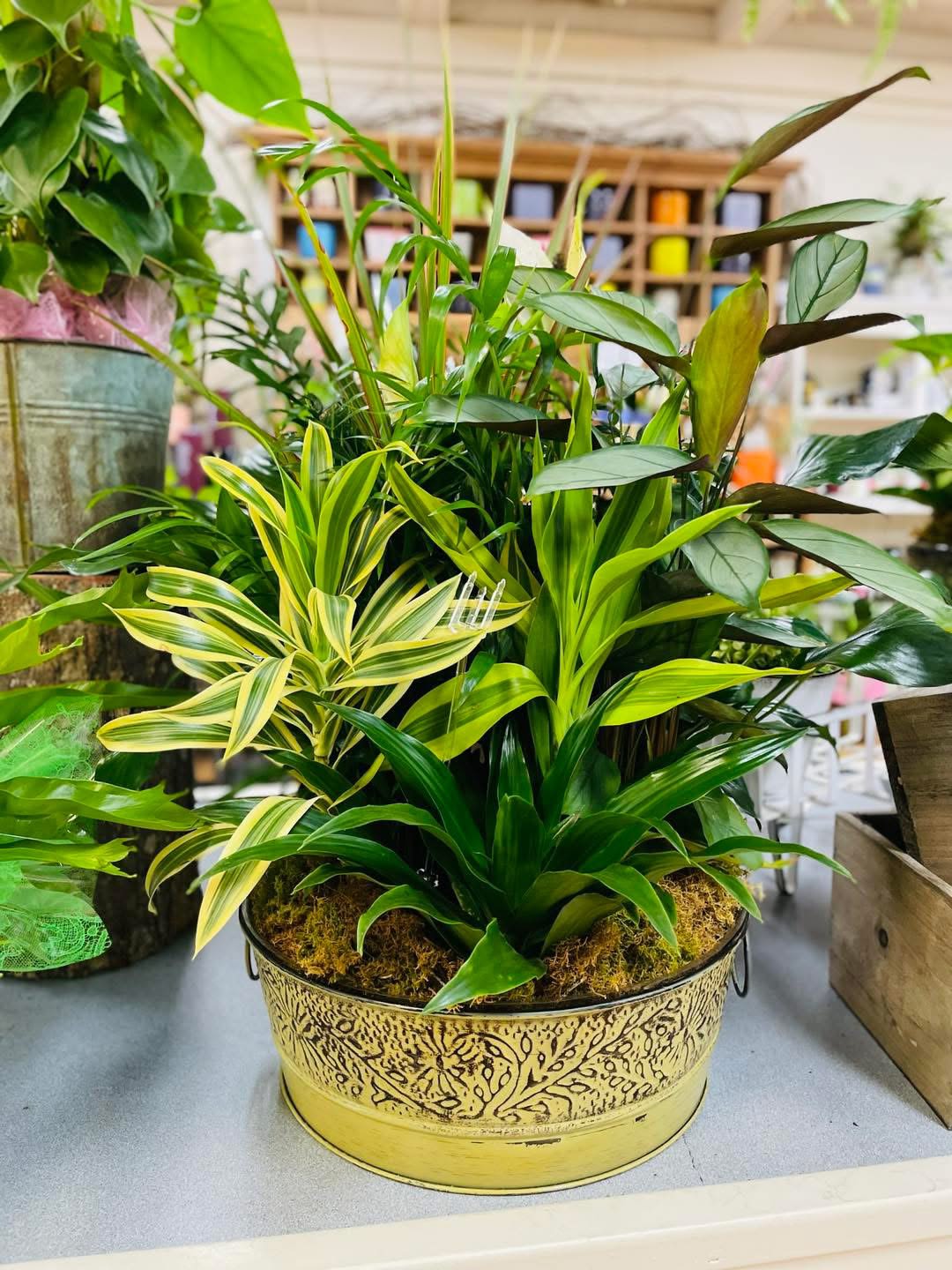 Mixed potted tropical plants in a decorative gold container