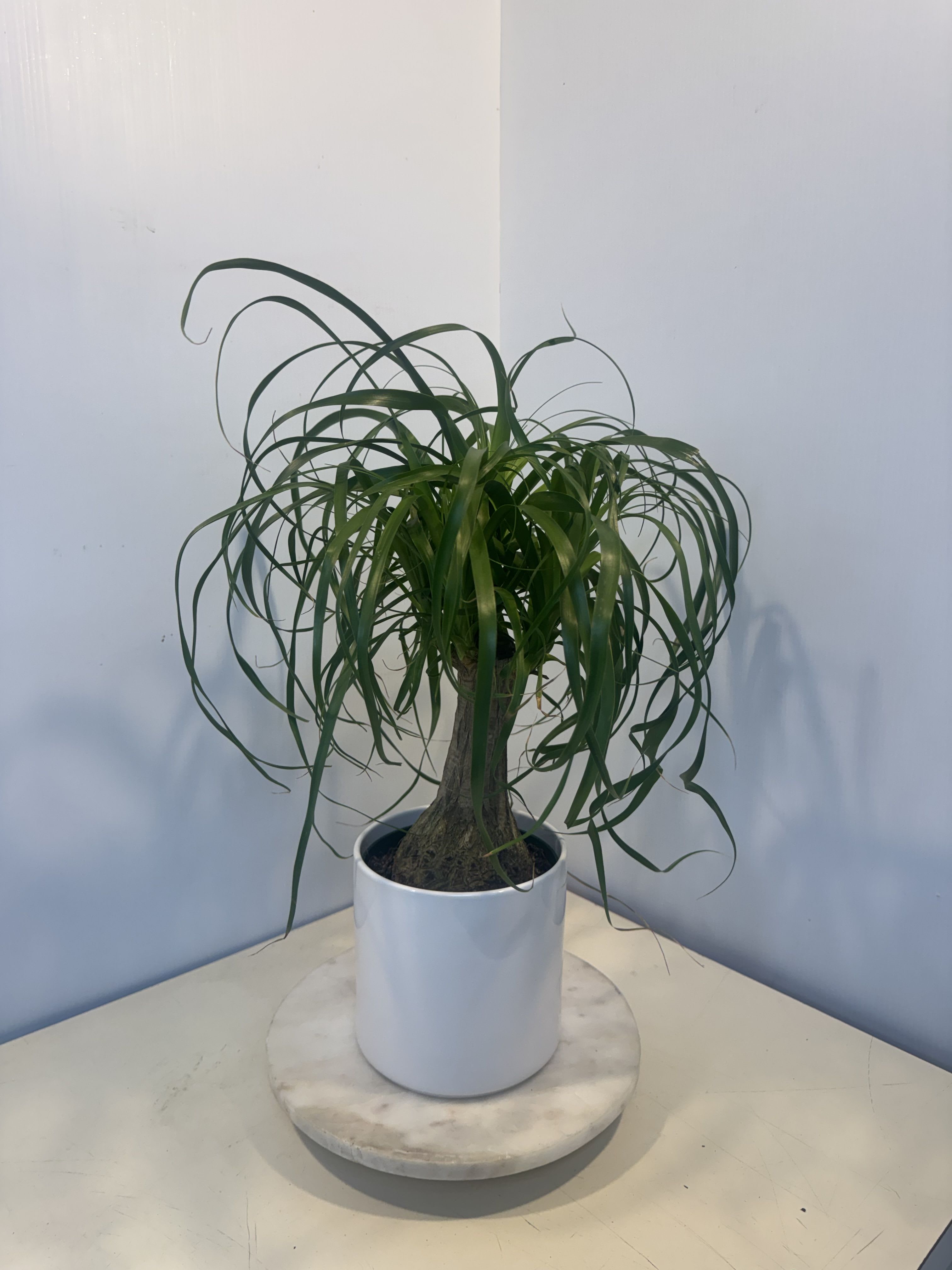 Potted ponytail palm in a white planter