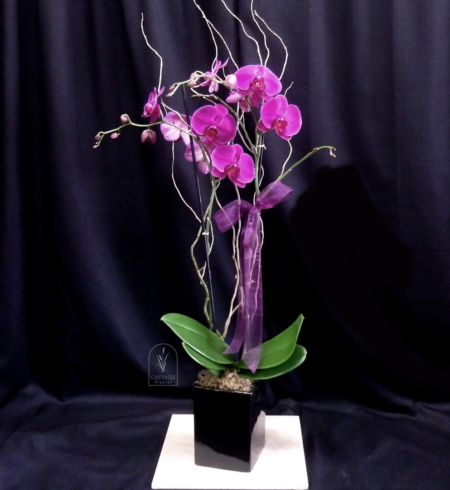 Purple orchid arrangement in a black square pot with a ribbon