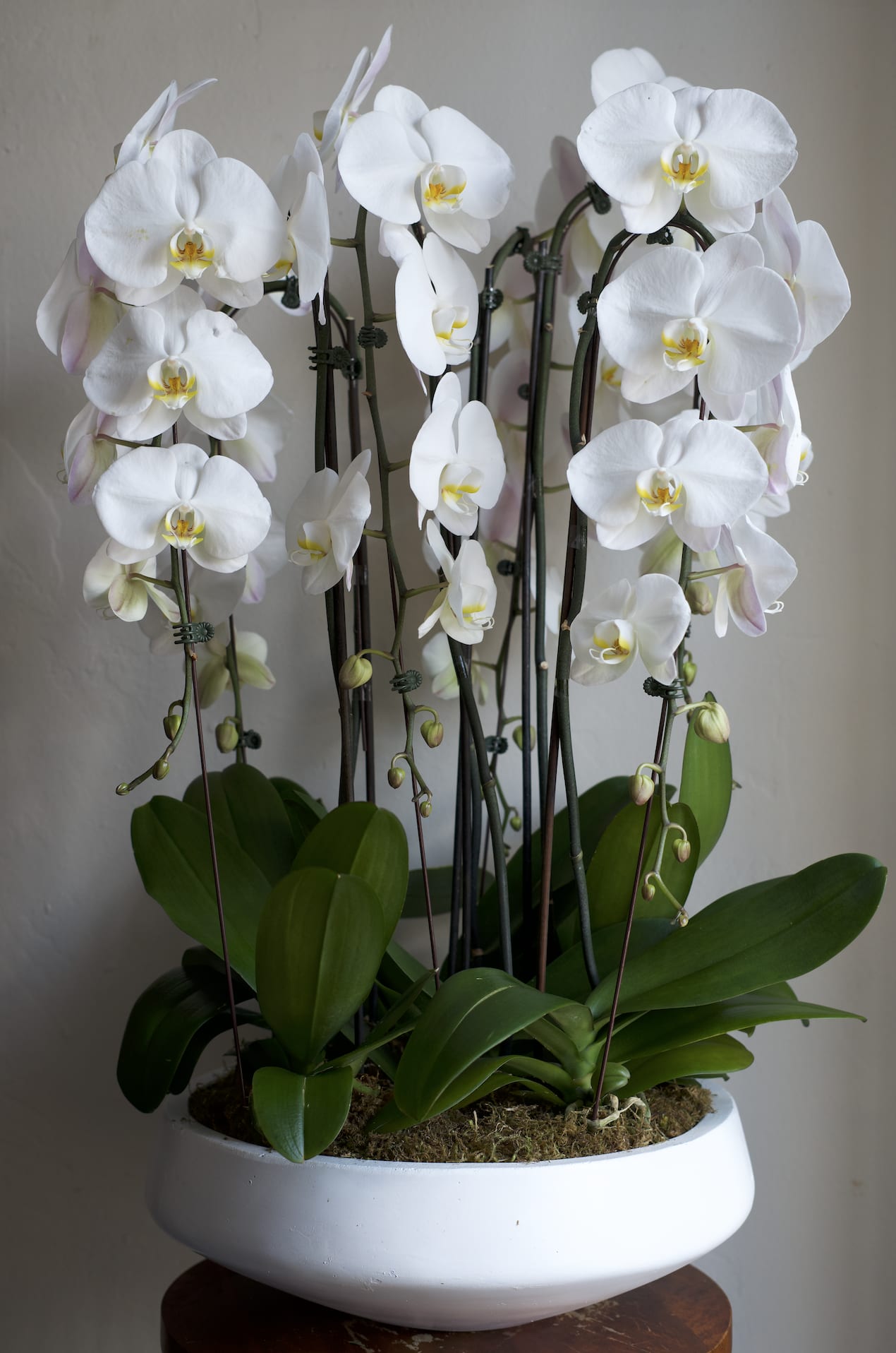 White orchids in a white bowl planter