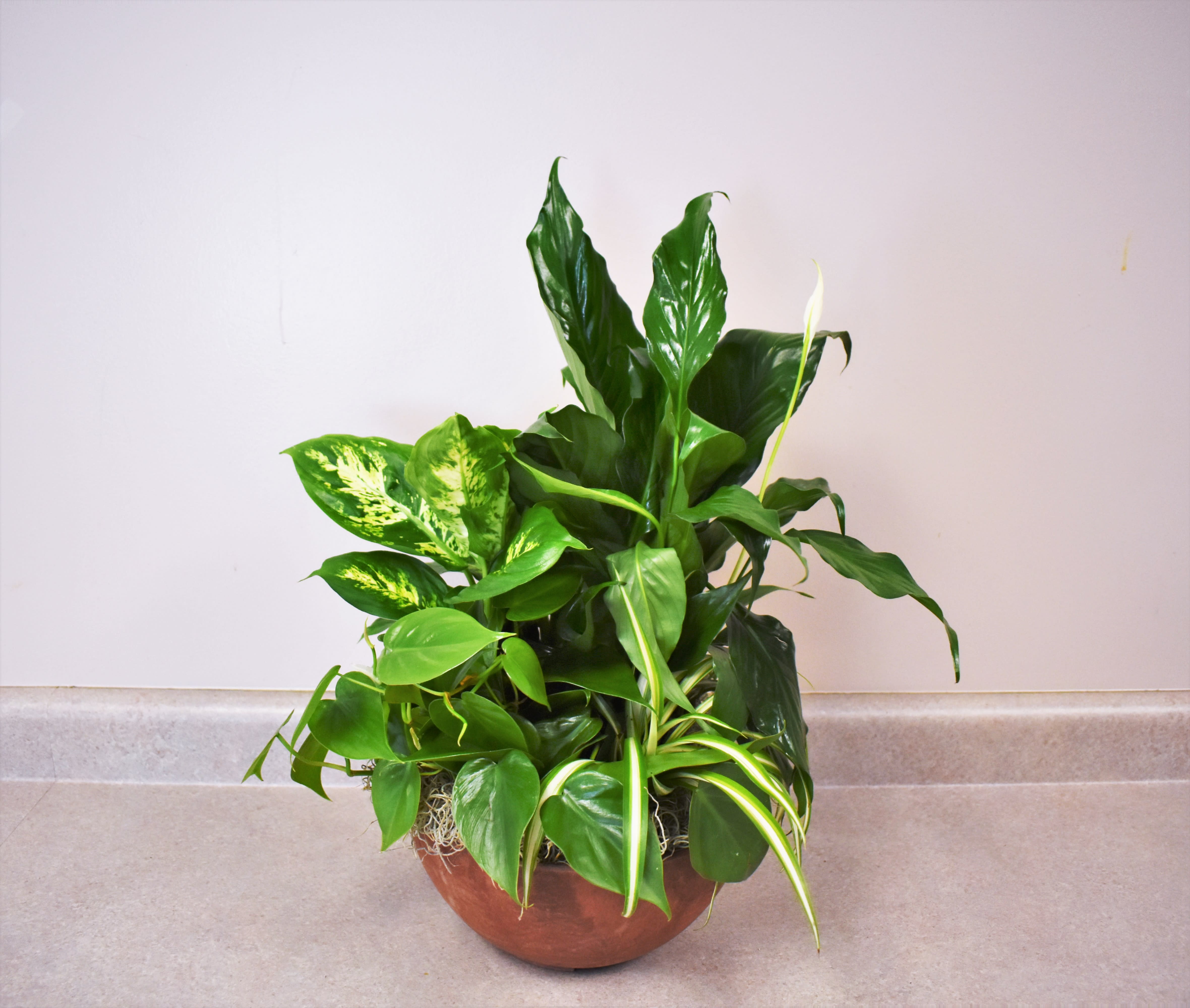 Mixed green houseplants in a brown bowl planter