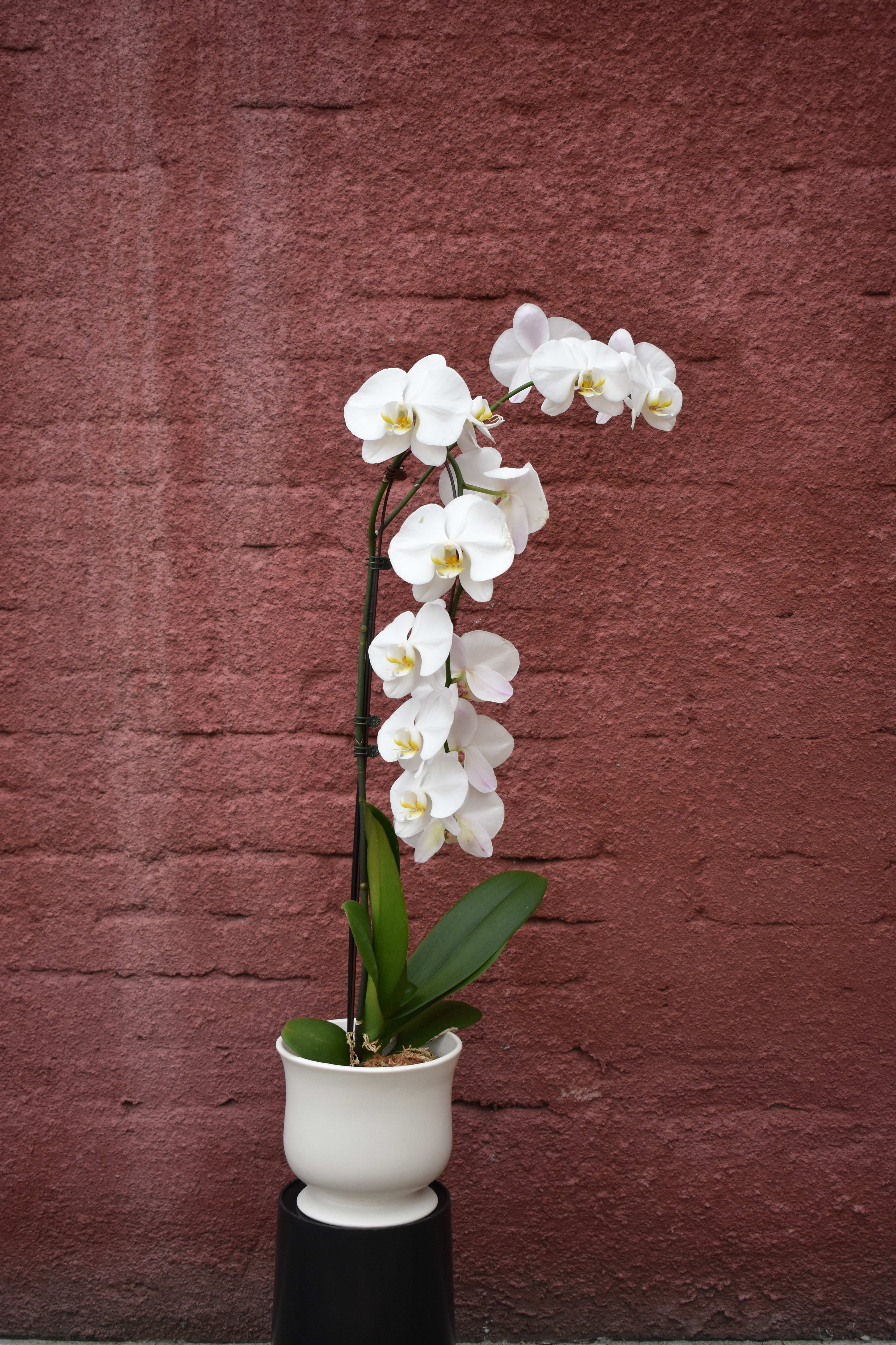 White Orchid Planter - " White Orchid Planter is an elegant, long-lasting gift that  beautifully conveys any sentiment. A snow-white  phalaenopsis orchid plant displays its exotic blooms while seated in a  designer white ceramic container. 6"" pot-sized, Plant" Height can vary, and is approximately 18" or taller. Please call us at 320-587-3110 if specific measurements are needed. 