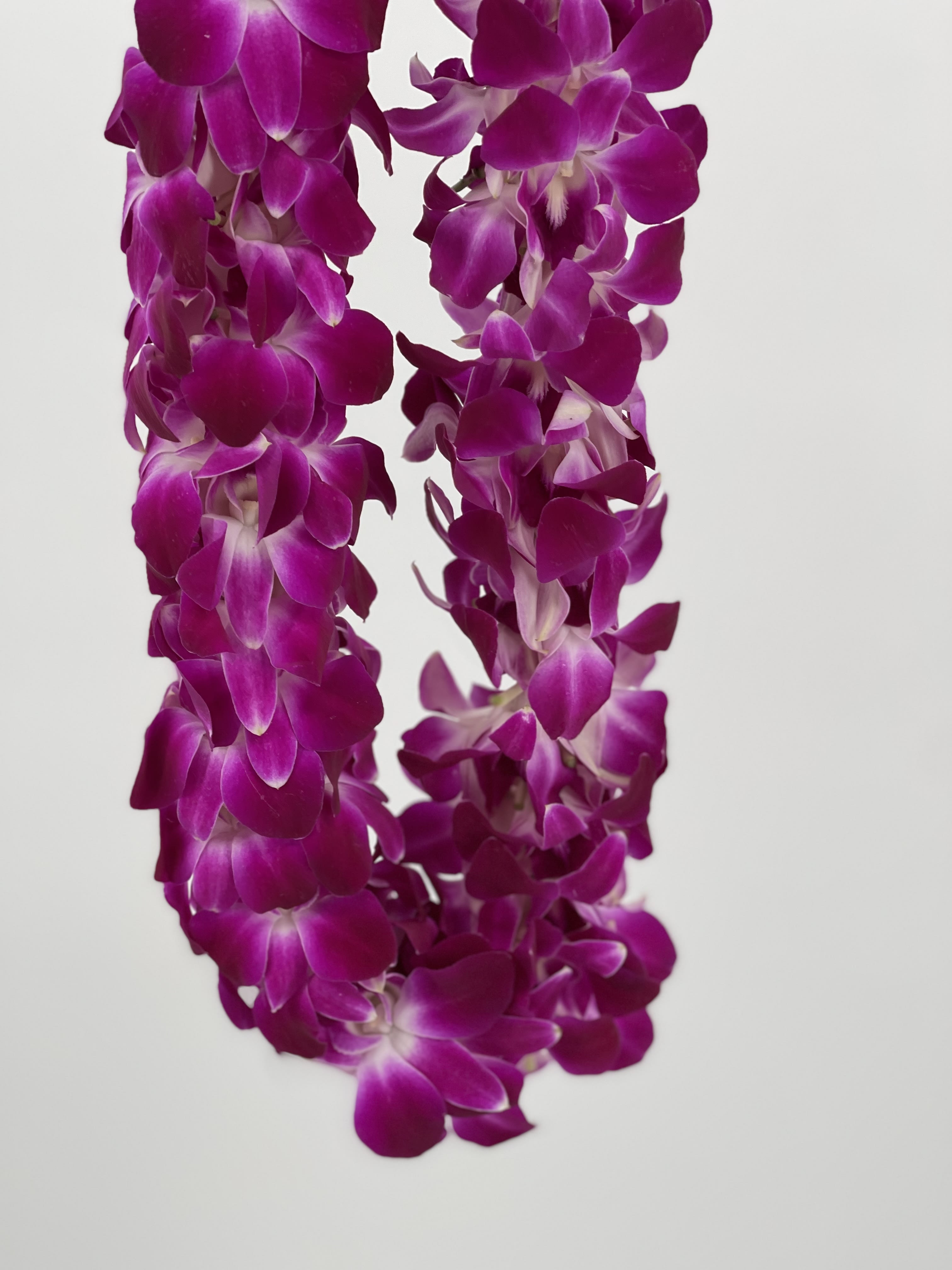Two strands of purple orchid blossoms on a white background