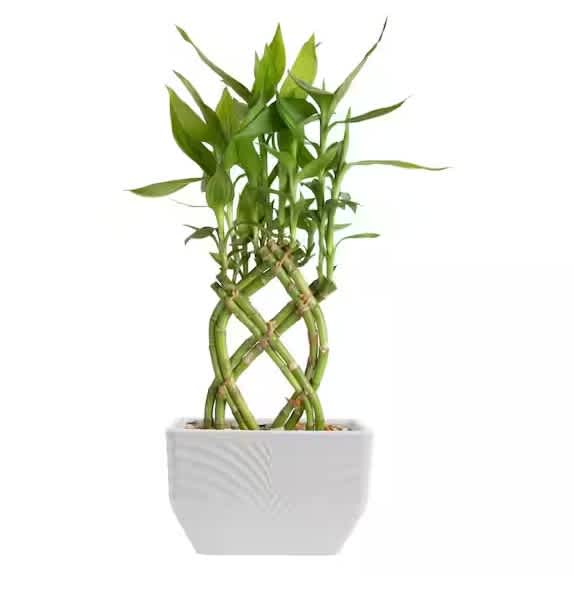 Braided lucky bamboo plant in a white ceramic pot