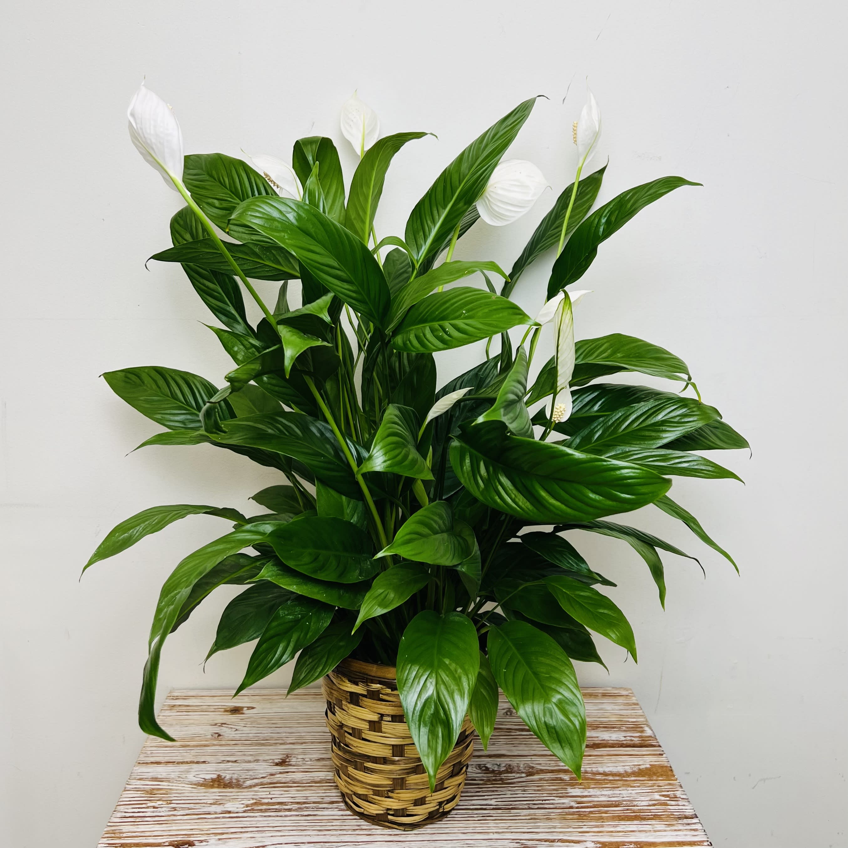 Potted peace lily plant with white blooms in a woven basket
