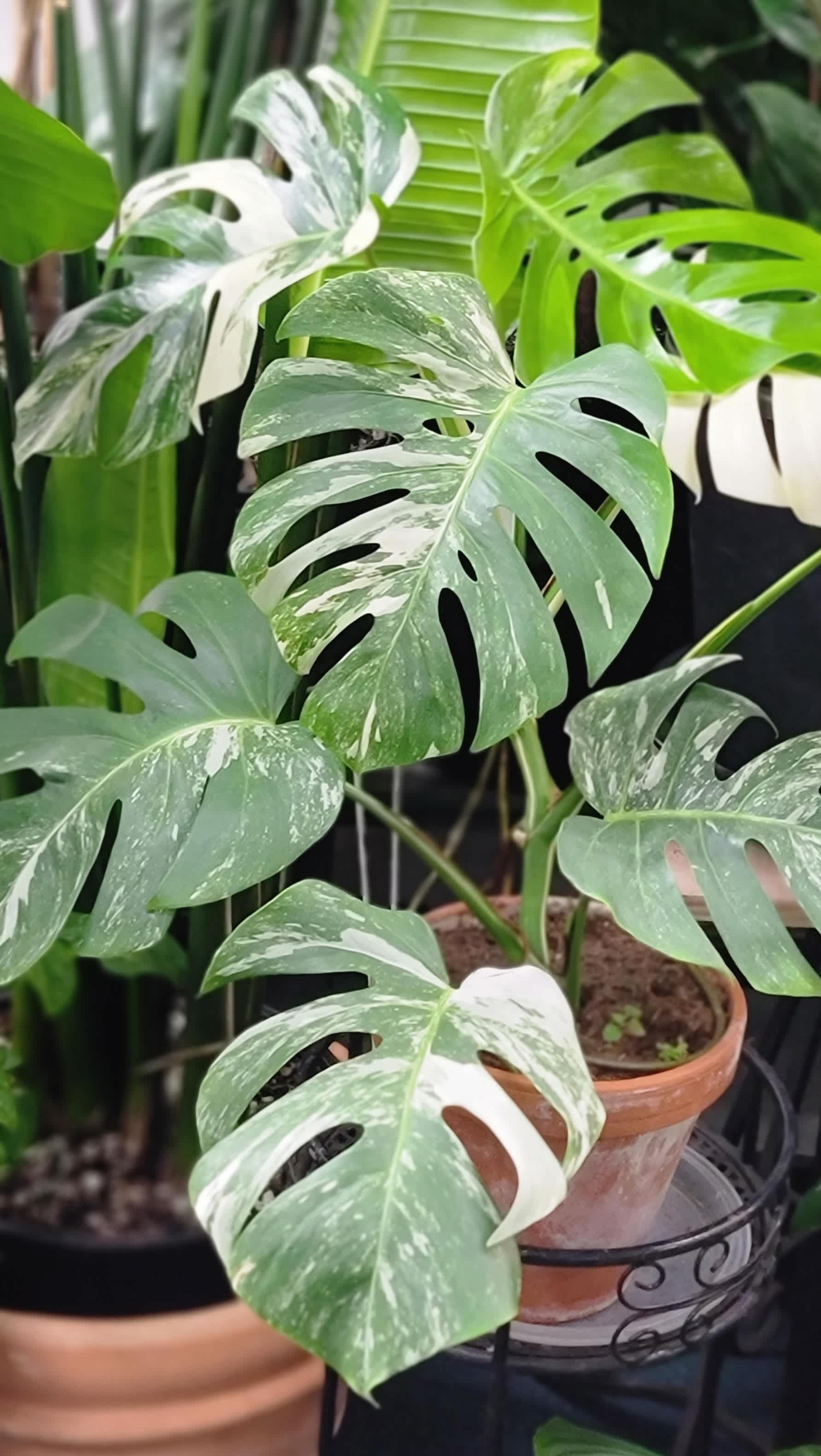 Variegated monstera plant in a terracotta pot